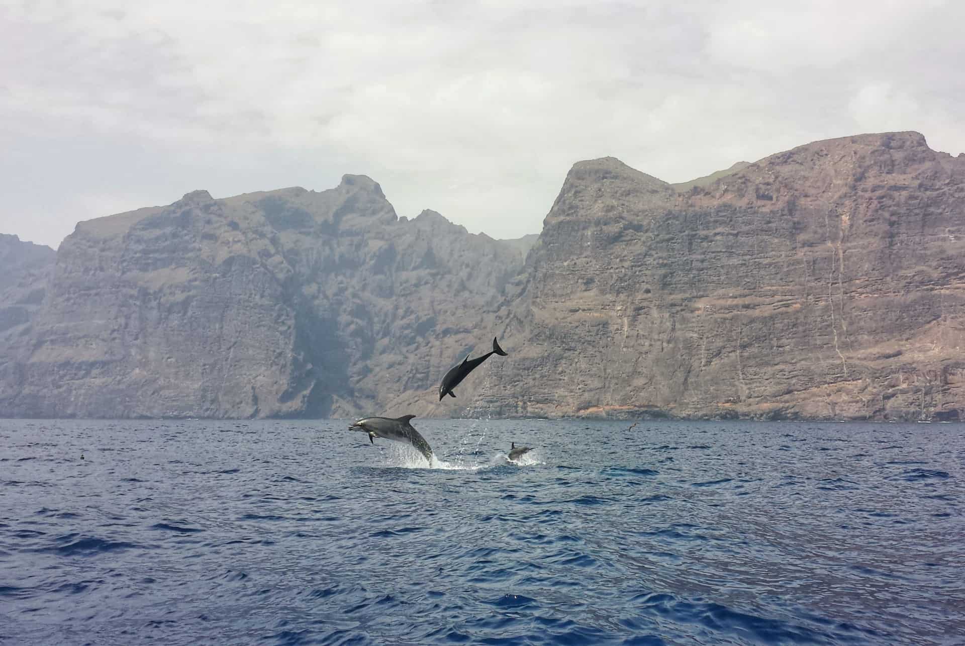 dauphins quand partir canaries dauphins quand partir canaries