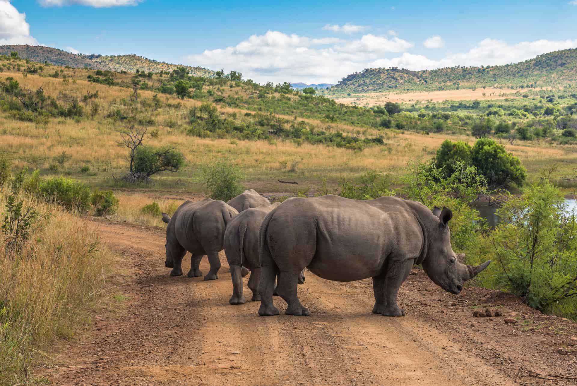 rhino tracking rhino tracking