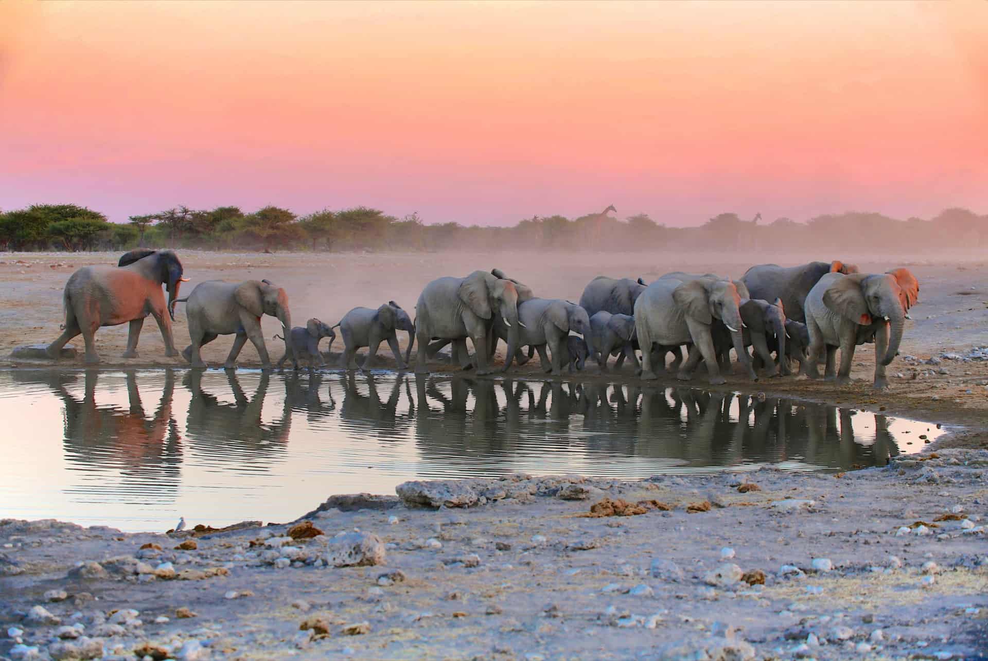 elephant etosha elephant etosha