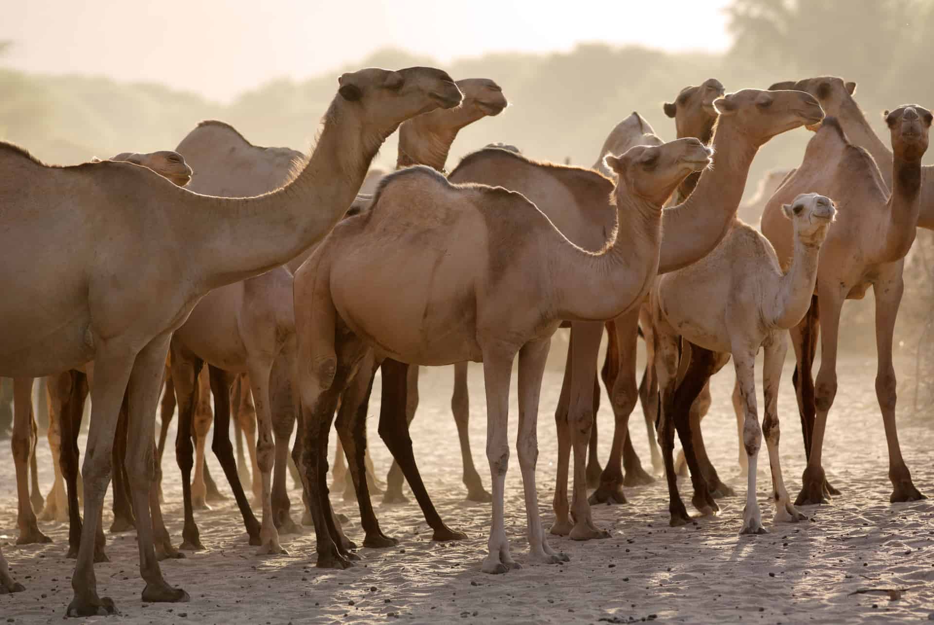 quand partir au kenya chameaux quand partir au kenya chameaux