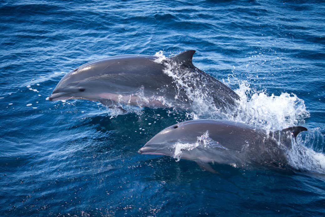 Croisière d'observation des dauphins depuis Trois-Îlets