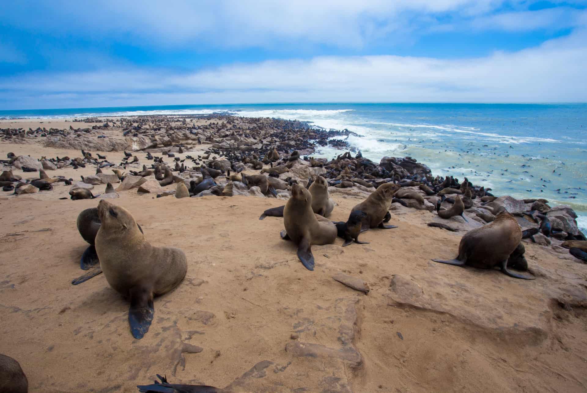 otaries cape cross otaries cape cross