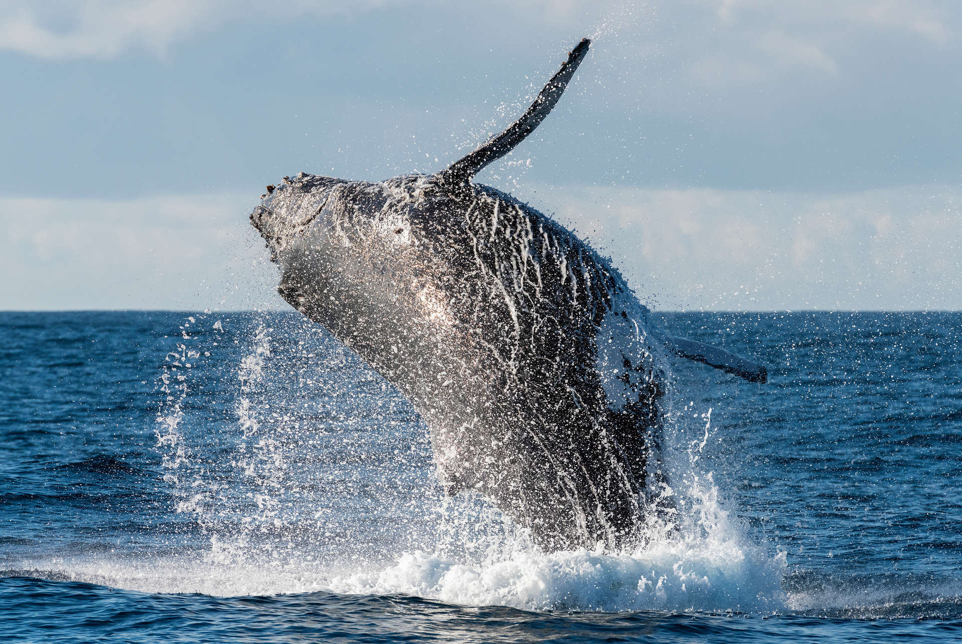 prix voyage afrique du sud baleine prix voyage afrique du sud baleine