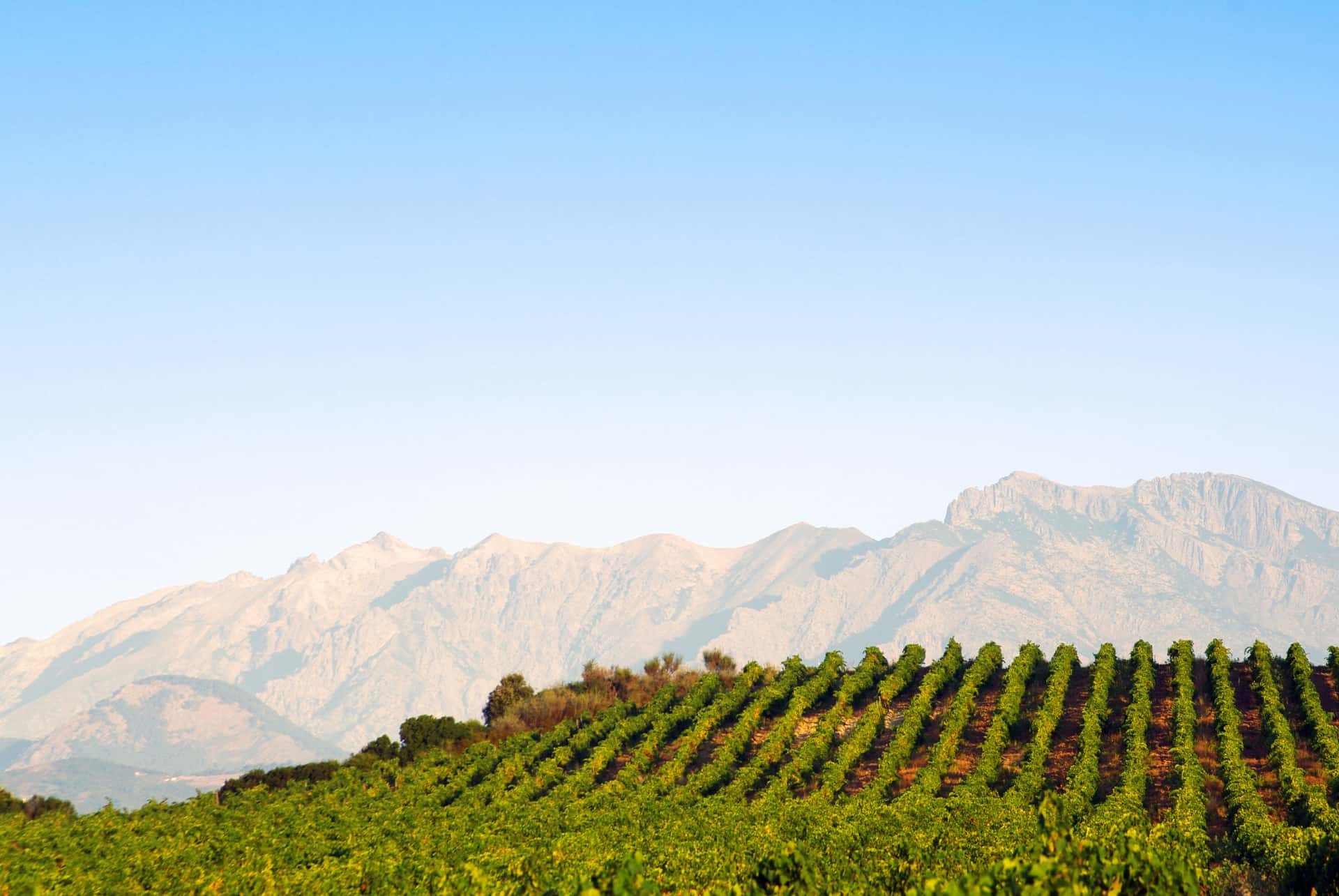 vignobles que faire corse vignobles que faire corse