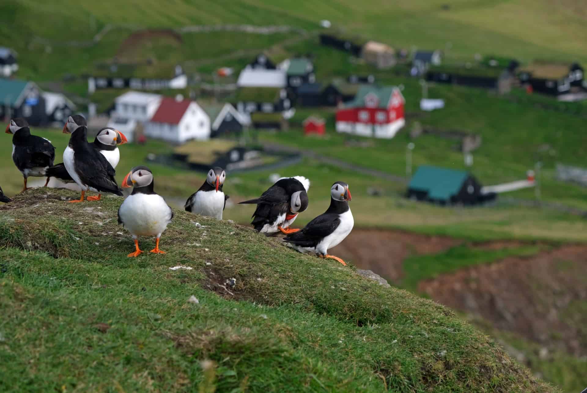 Mykines ile macareux Mykines que faire iles feroe