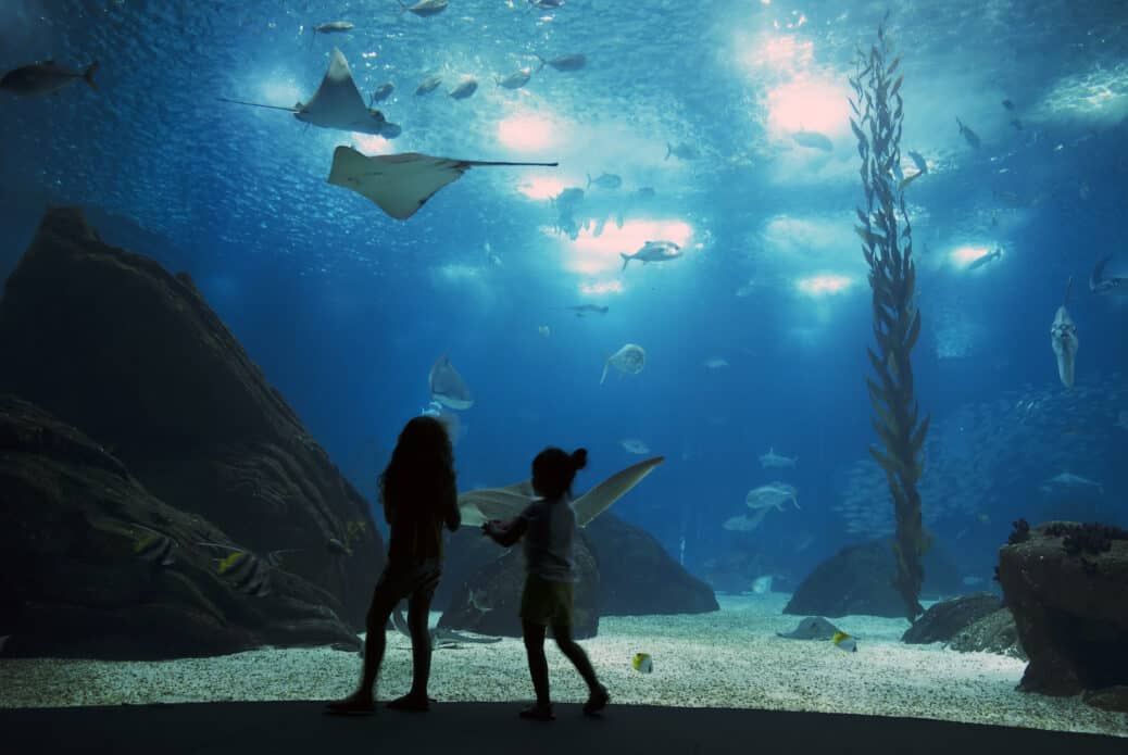 Visite guidée de l'Océanarium