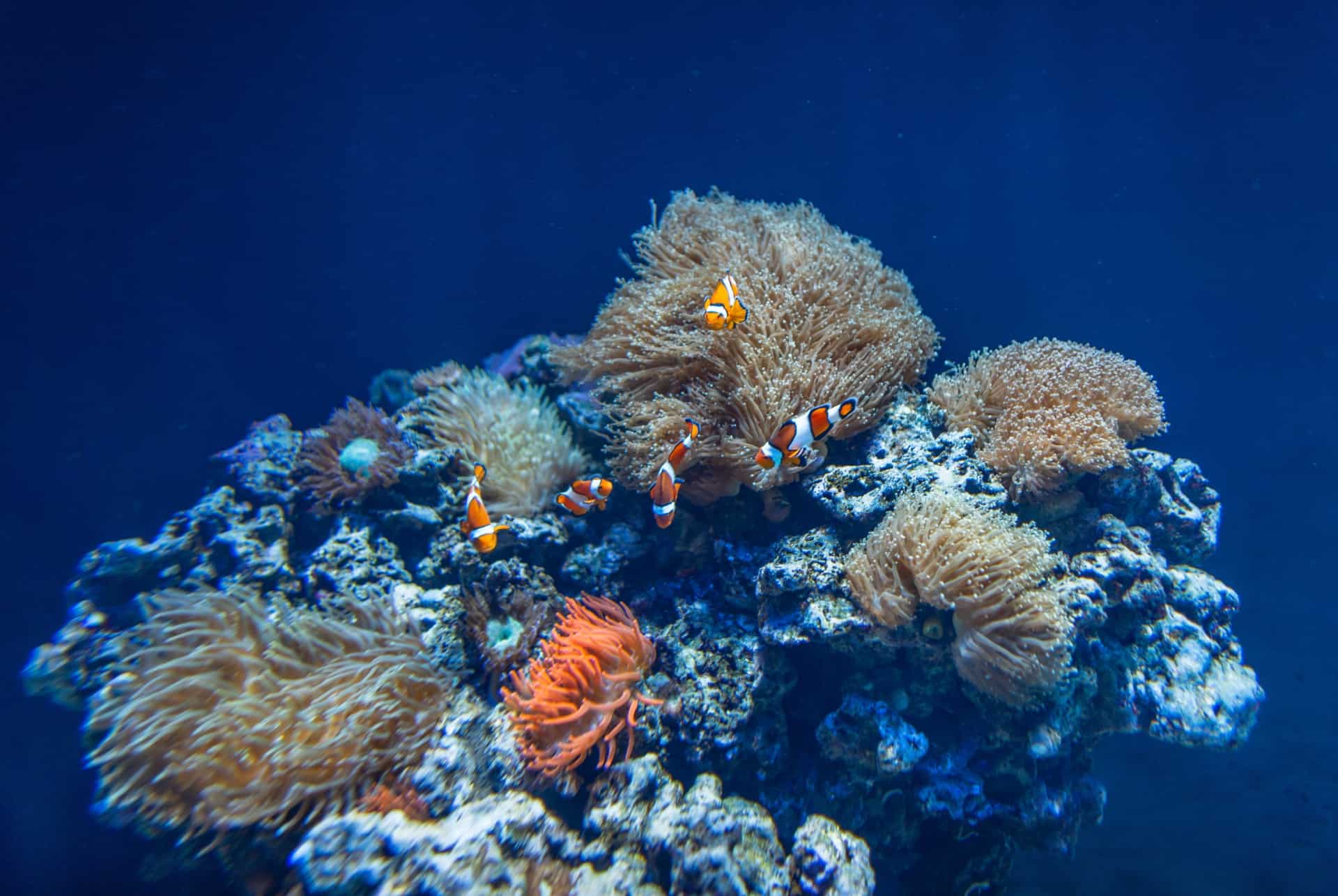aquarium lisbonne aquarium lisbonne