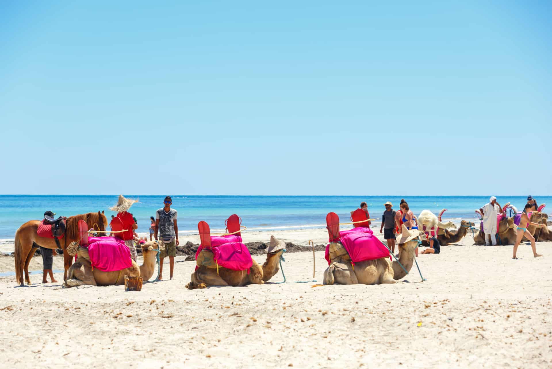 balade en chameau djerba balade en chameau djerba