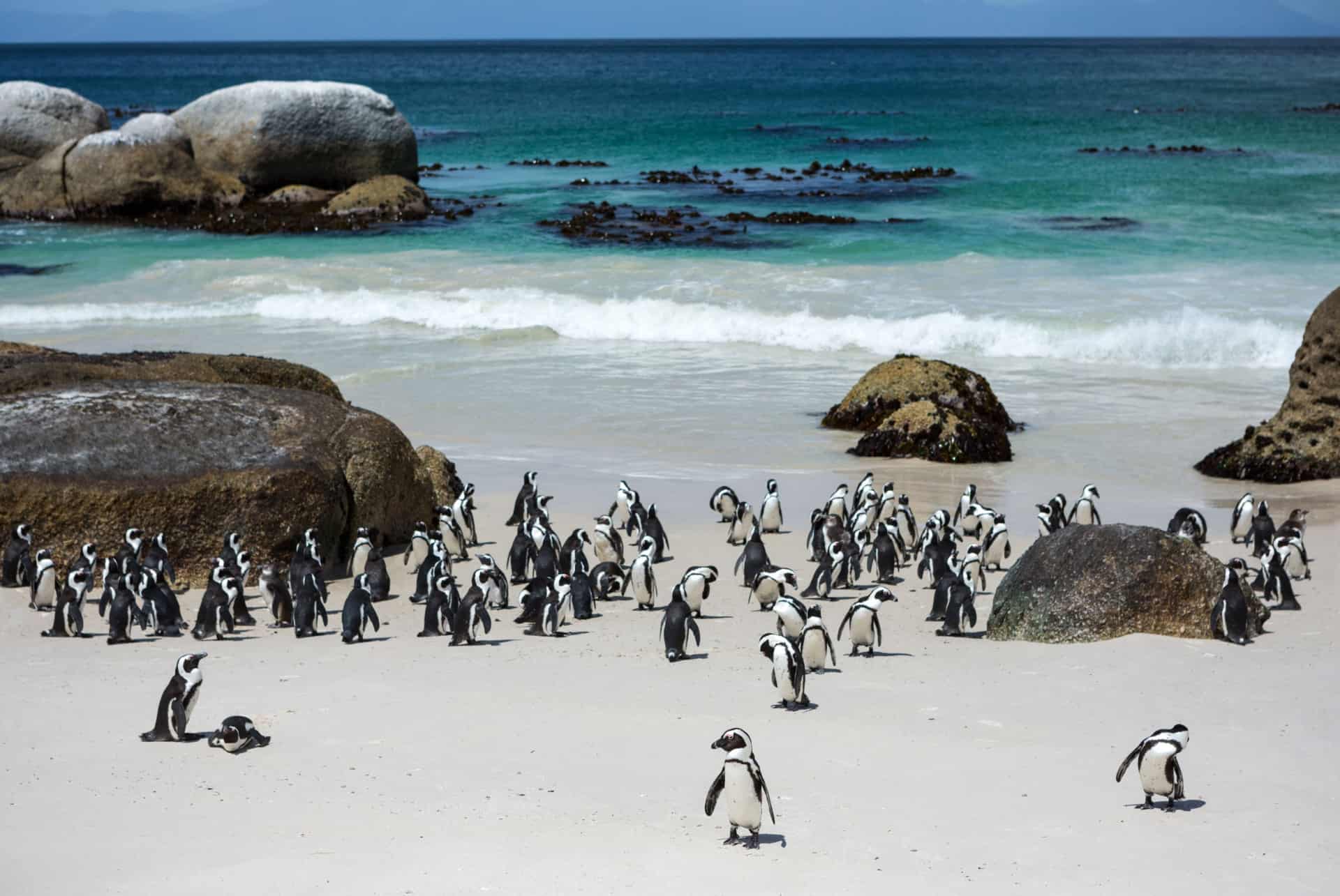 boulders beach afrique du sud boulders beach afrique du sud