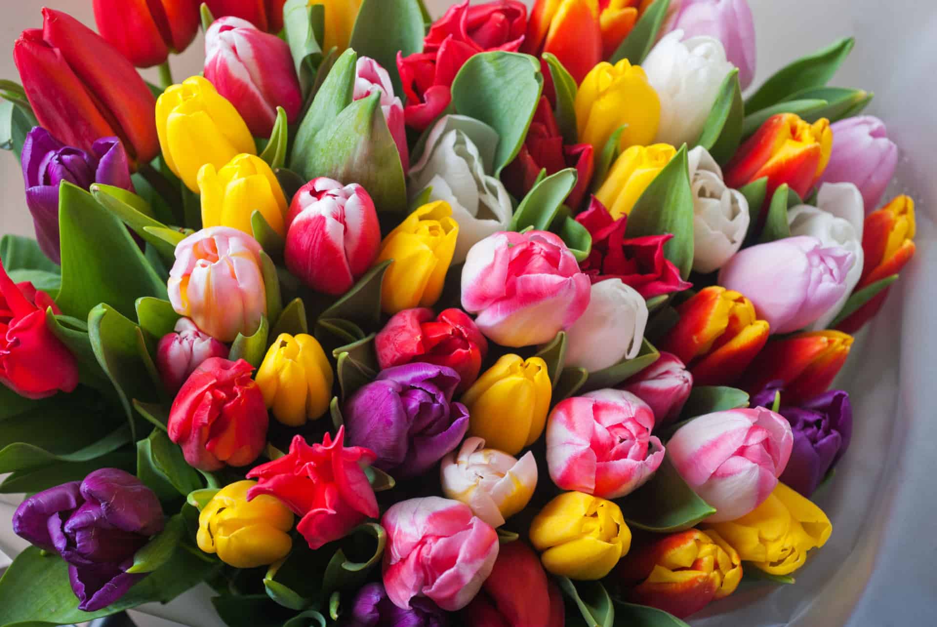 bouquet de tulipes bouquet de tulipes