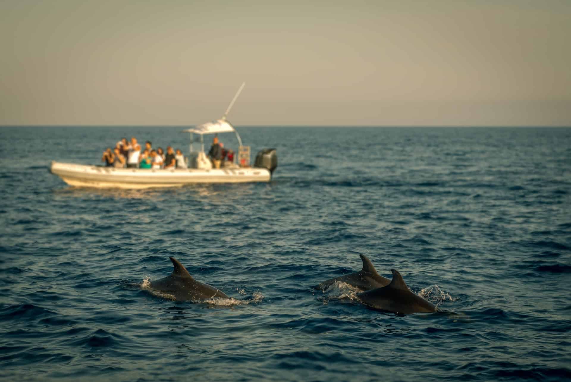 dauphins a majorque dauphins a majorque