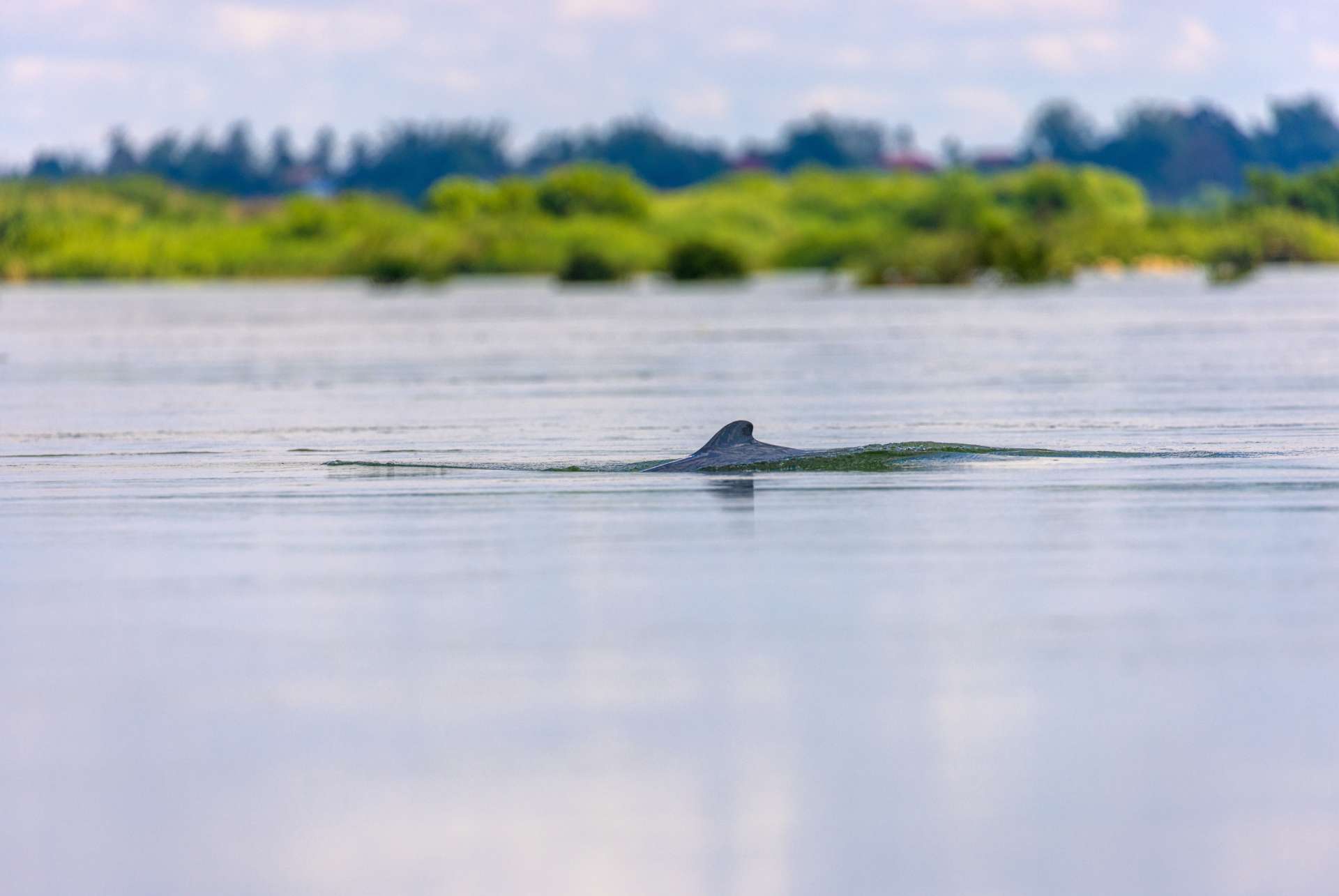 dauphins irrawaddy dauphins irrawaddy