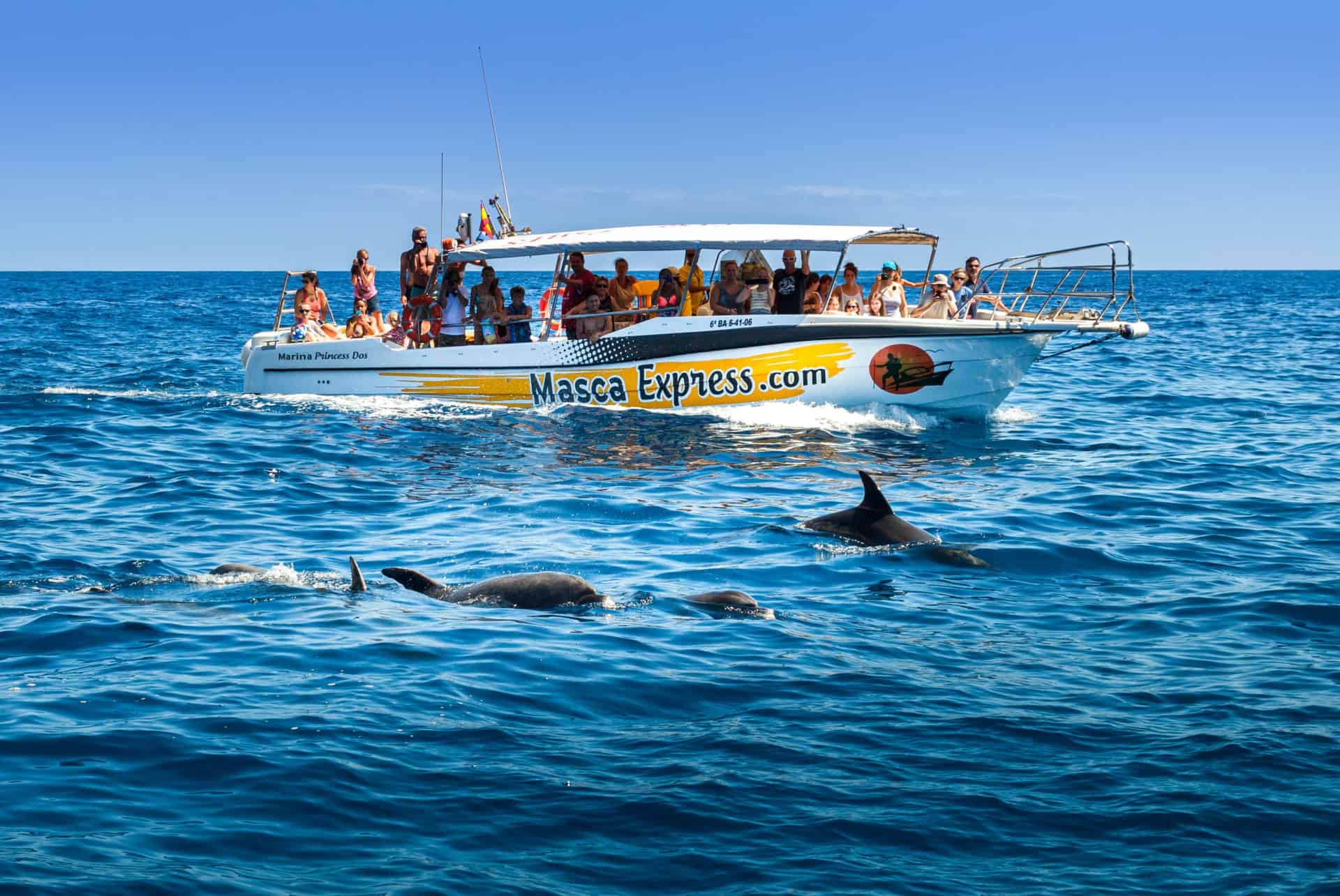 excursion dauphin tenerife excursion dauphin tenerife