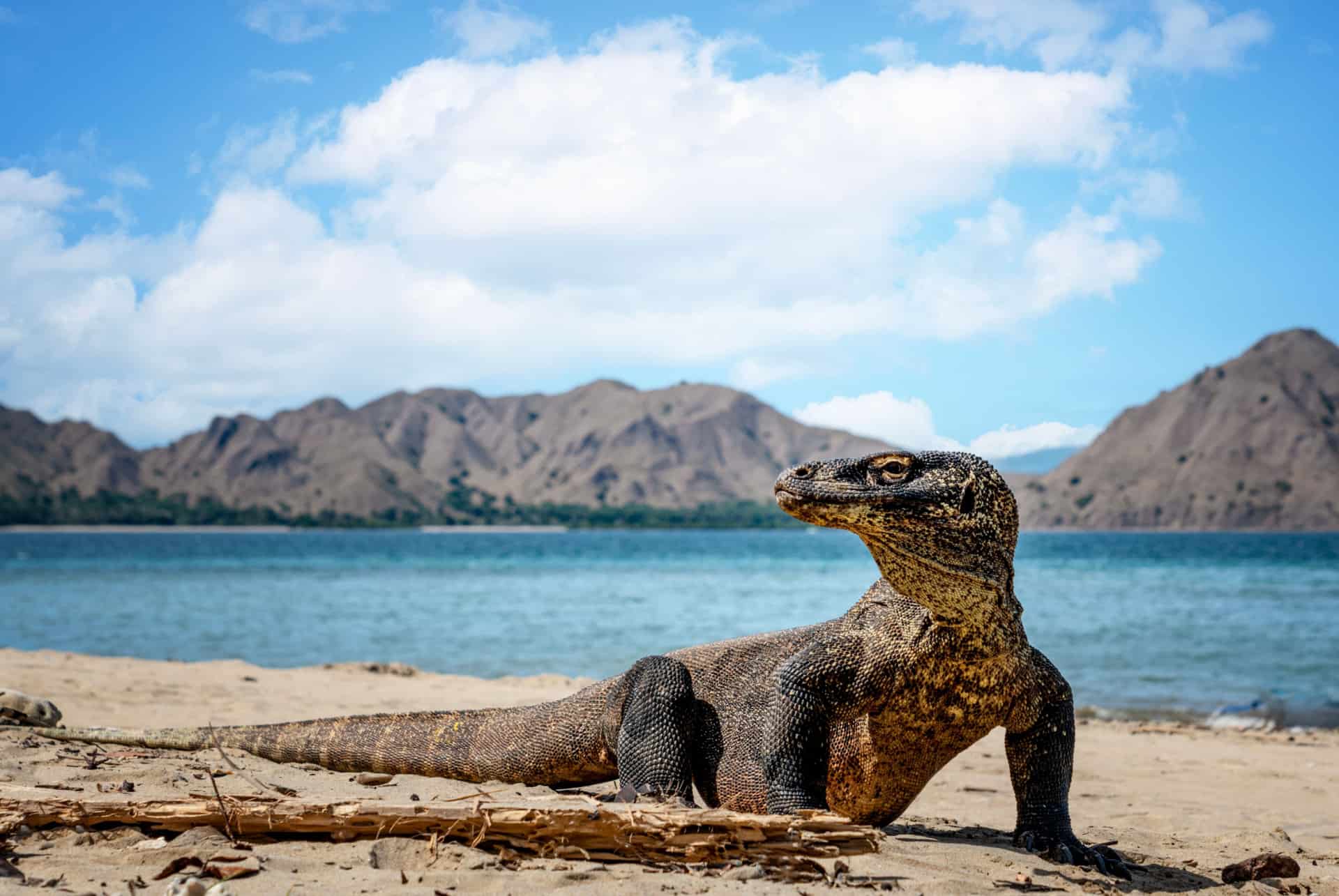 que faire en indonesie parc national komodo