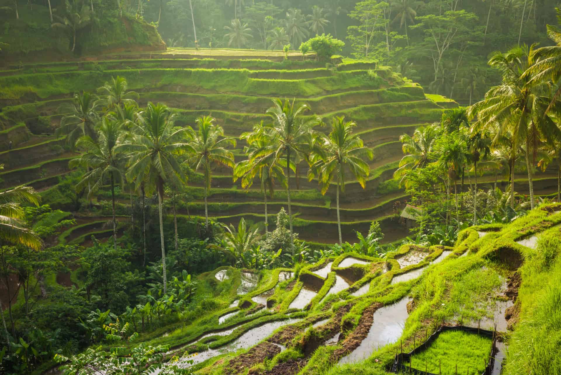 que faire en indonesie rizieres en terrasse