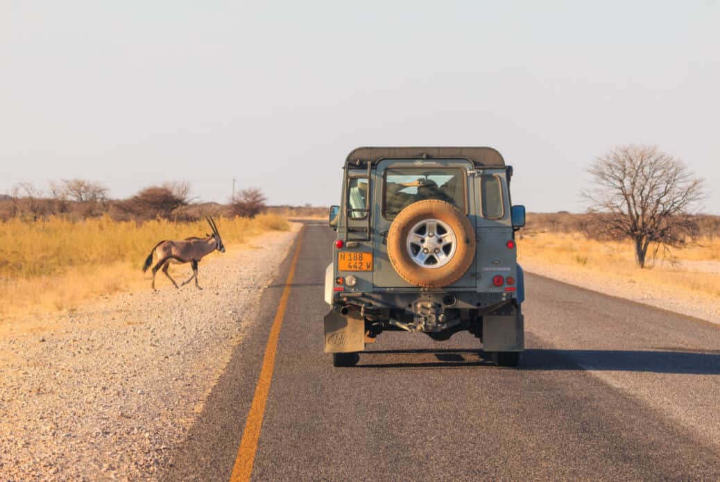 Safari dans le parc d'Etosha