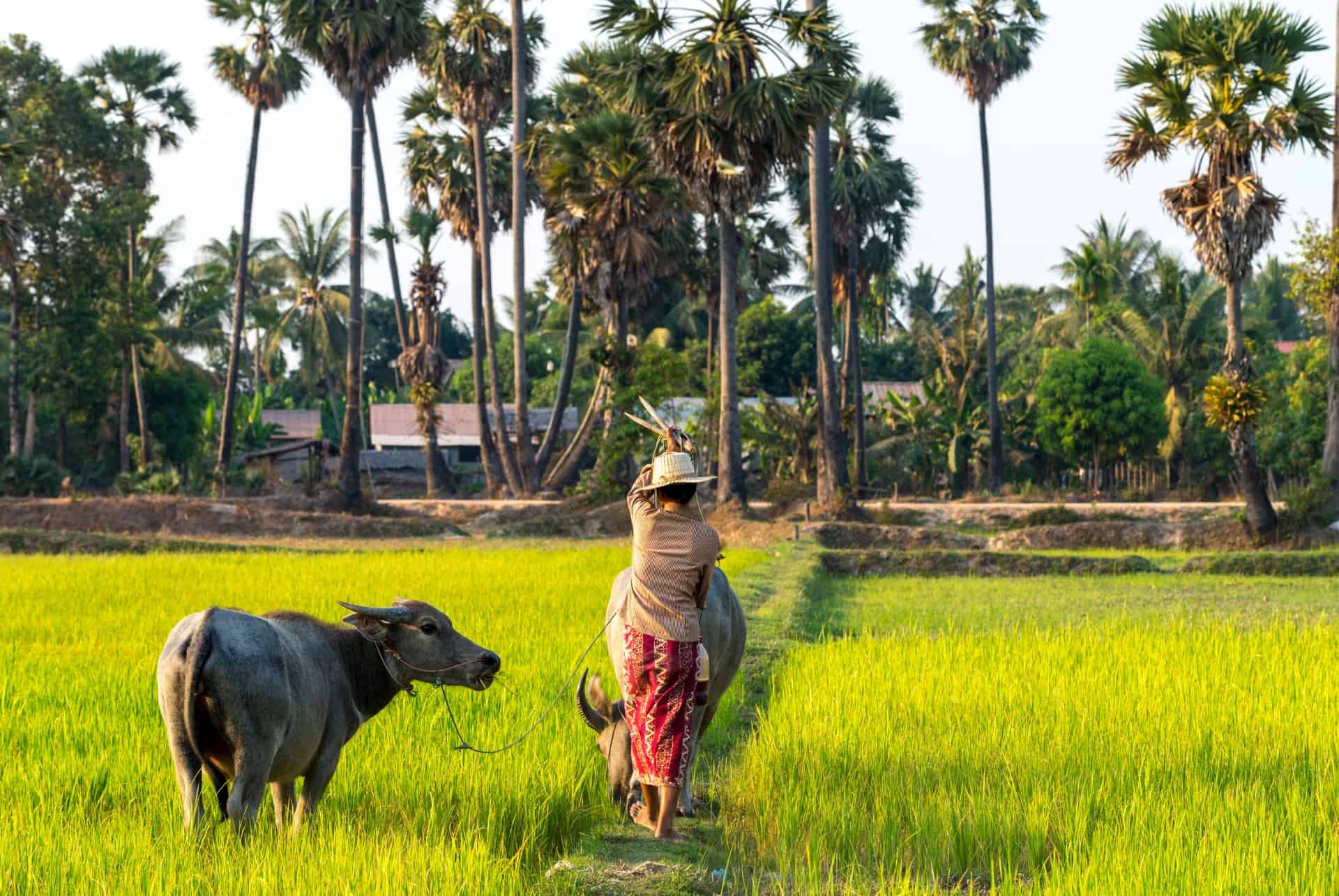 riziere que faire cambodge riziere que faire cambodge