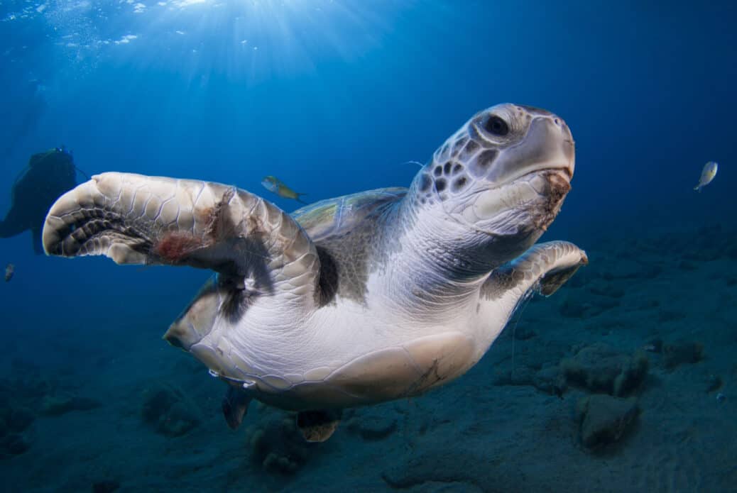 Plongée avec les tortues