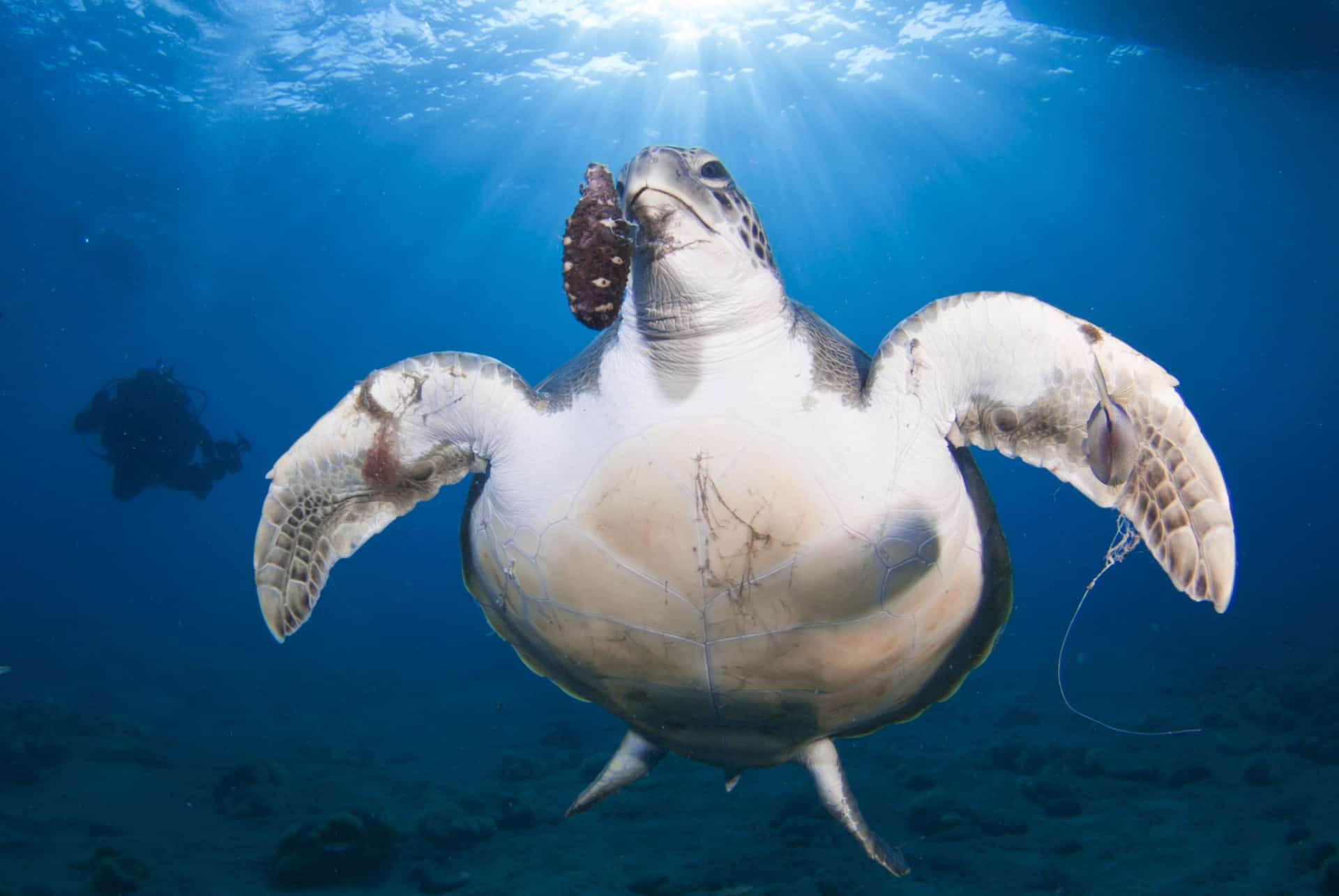 tortues tenerife octobre tortues tenerife octobre