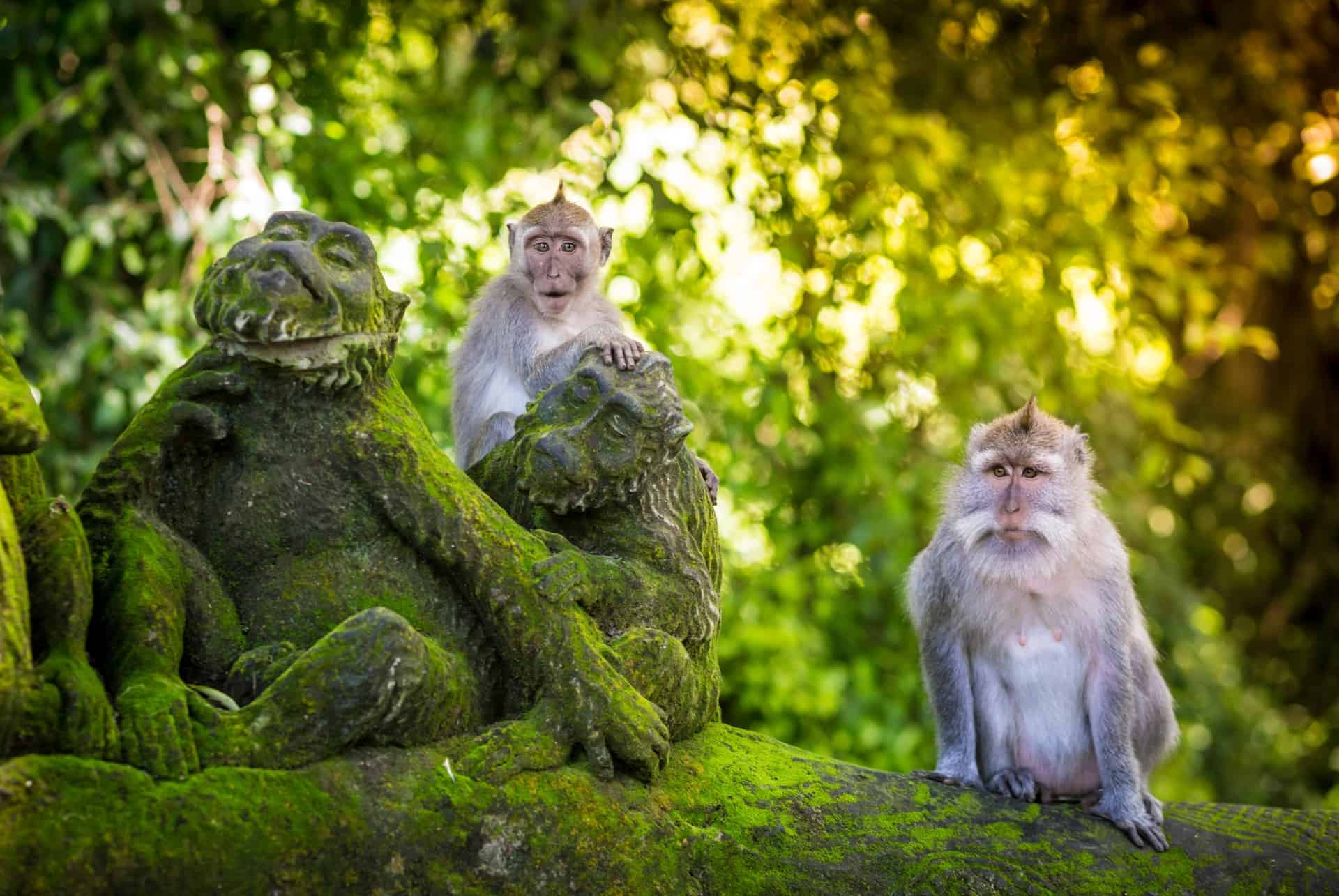 monkey forest bali avril monkey forest bali avril