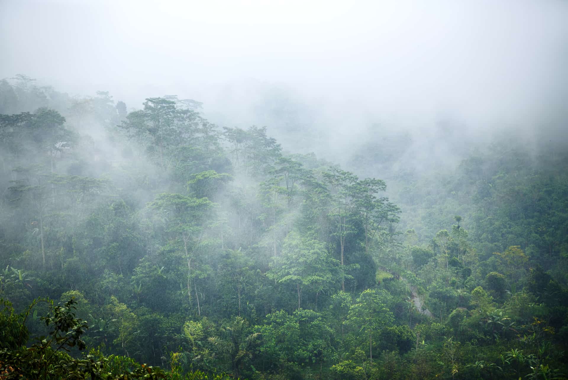 bali en novembre paysage paysage