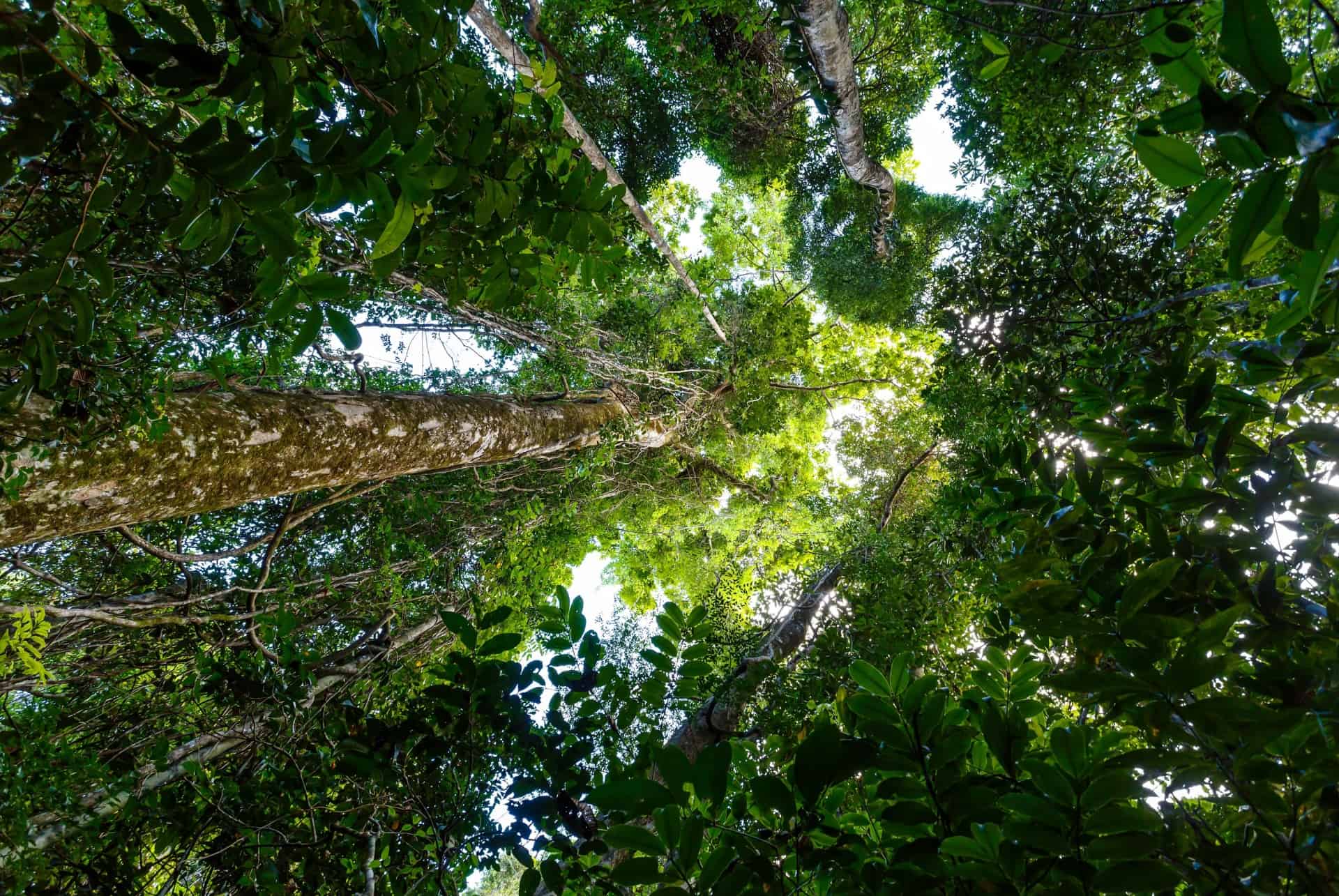 quand partir a madagascar saison des pluies saison des pluies