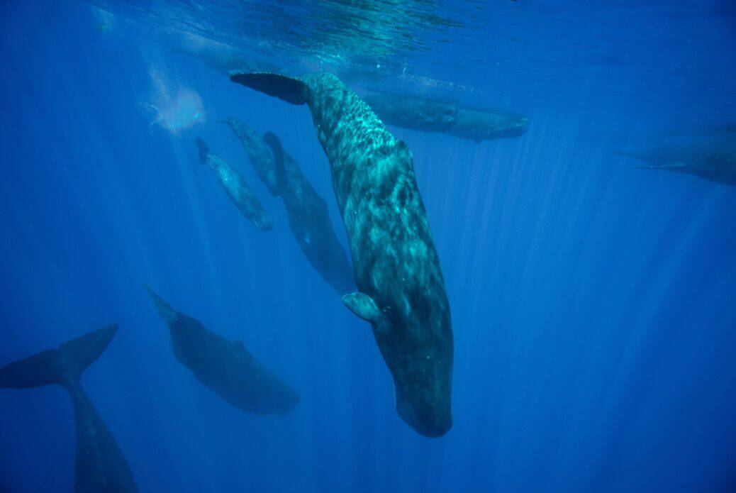 Observation des baleines à l'Île Maurice depuis Grande Rivière Noire