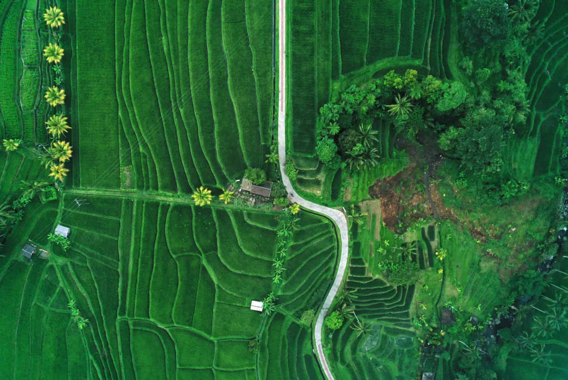 que faire a ubud rizieres jatiluwih que faire a ubud rizieres jatiluwih