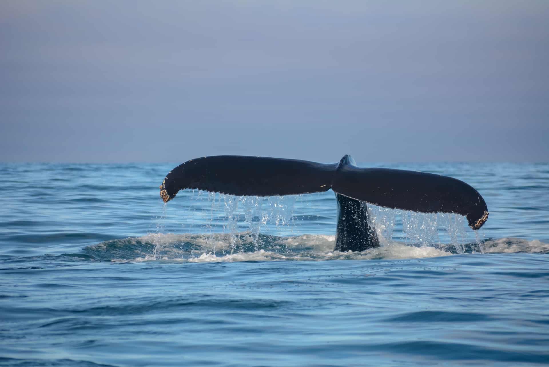 baleine akureyri baleine akureyri