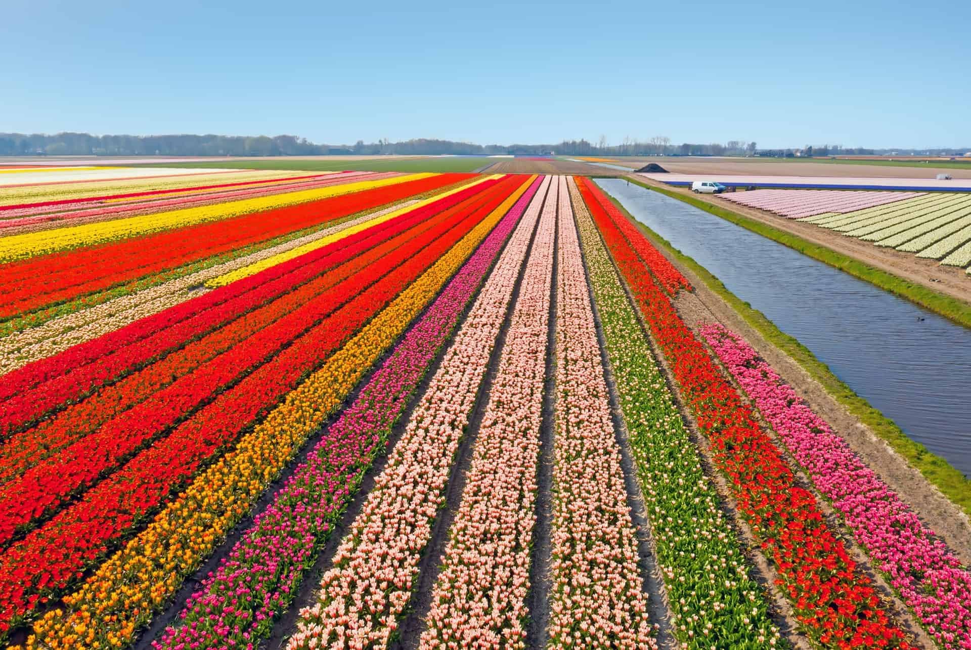 champs tulipes champs tulipes