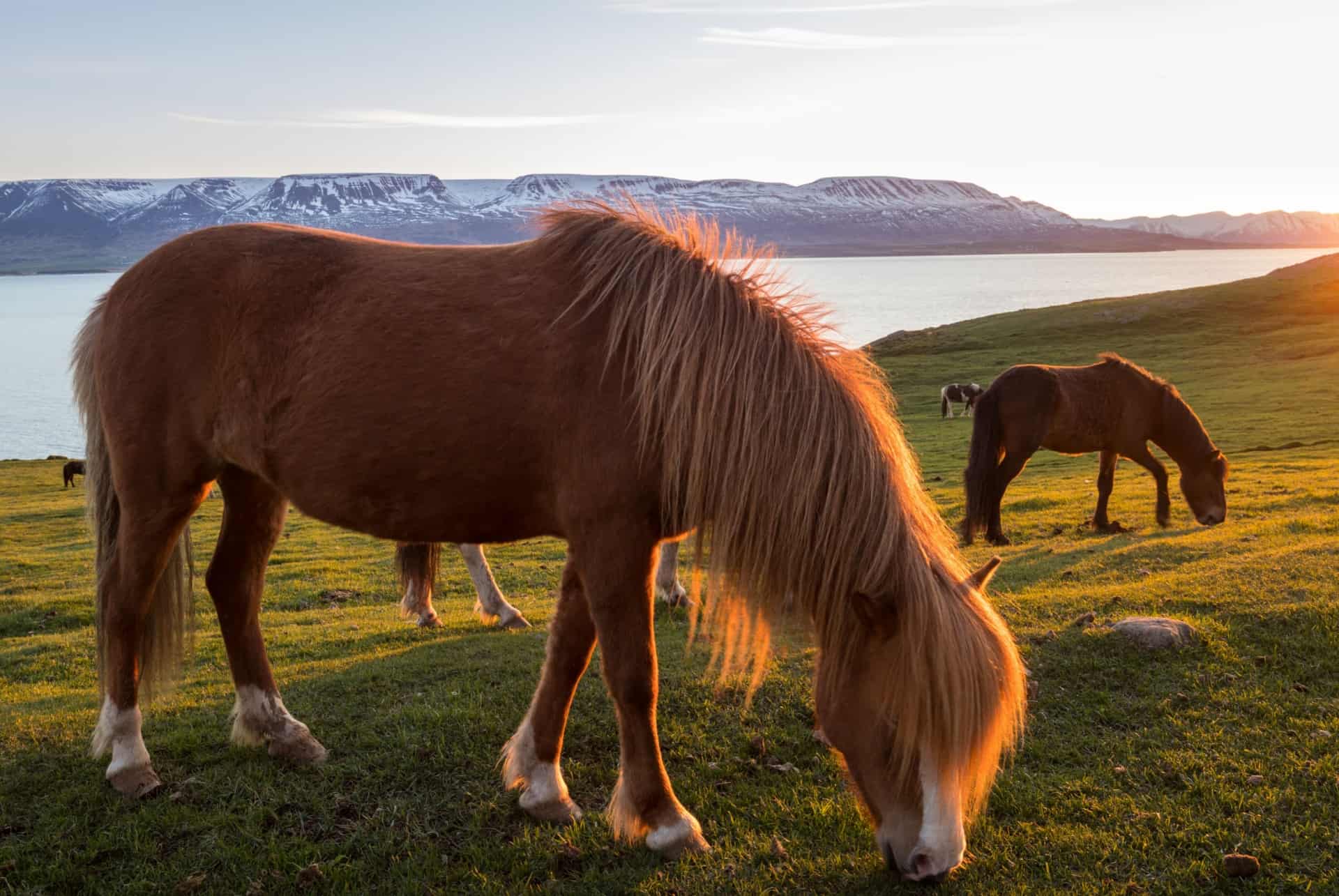 cheval a akureyri cheval a akureyri