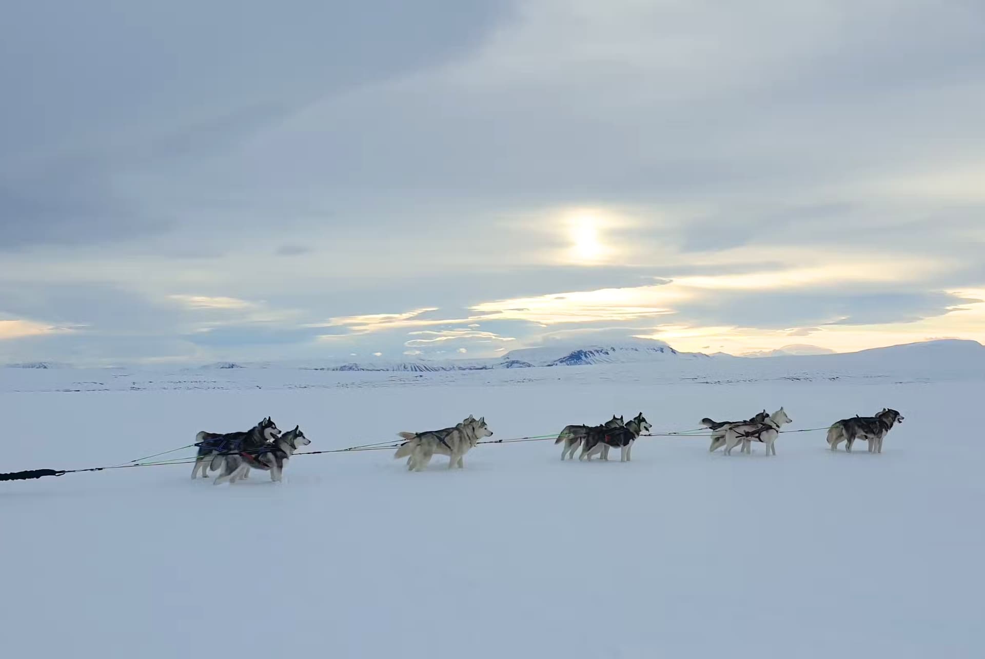 excursion chiens de traineaux akureyri excursion chiens de traineaux akureyri