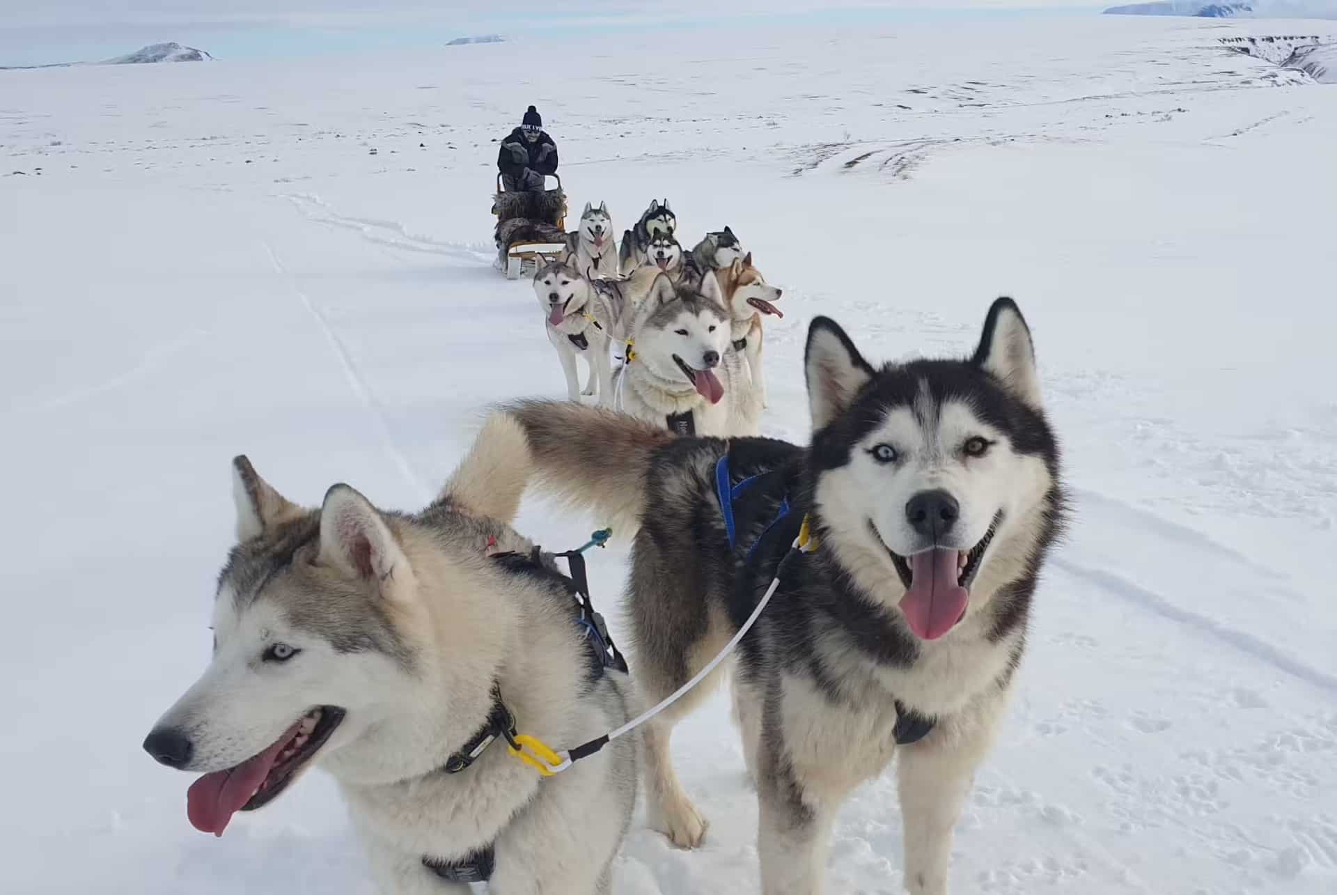 excursion chiens de traineaux myvatn excursion chiens de traineaux myvatn