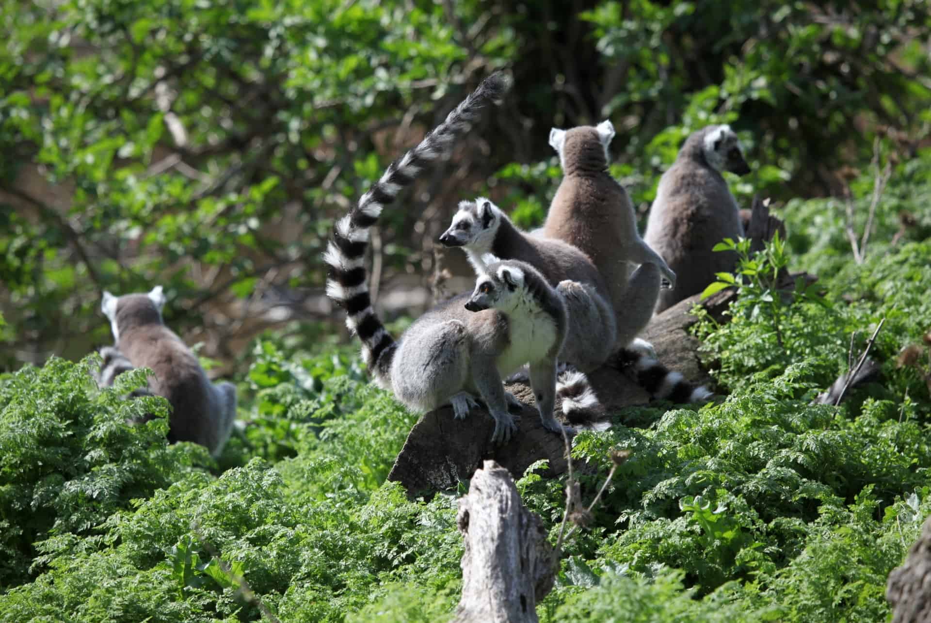 zoo de schonbrunn vienne zoo de schonbrunn vienne
