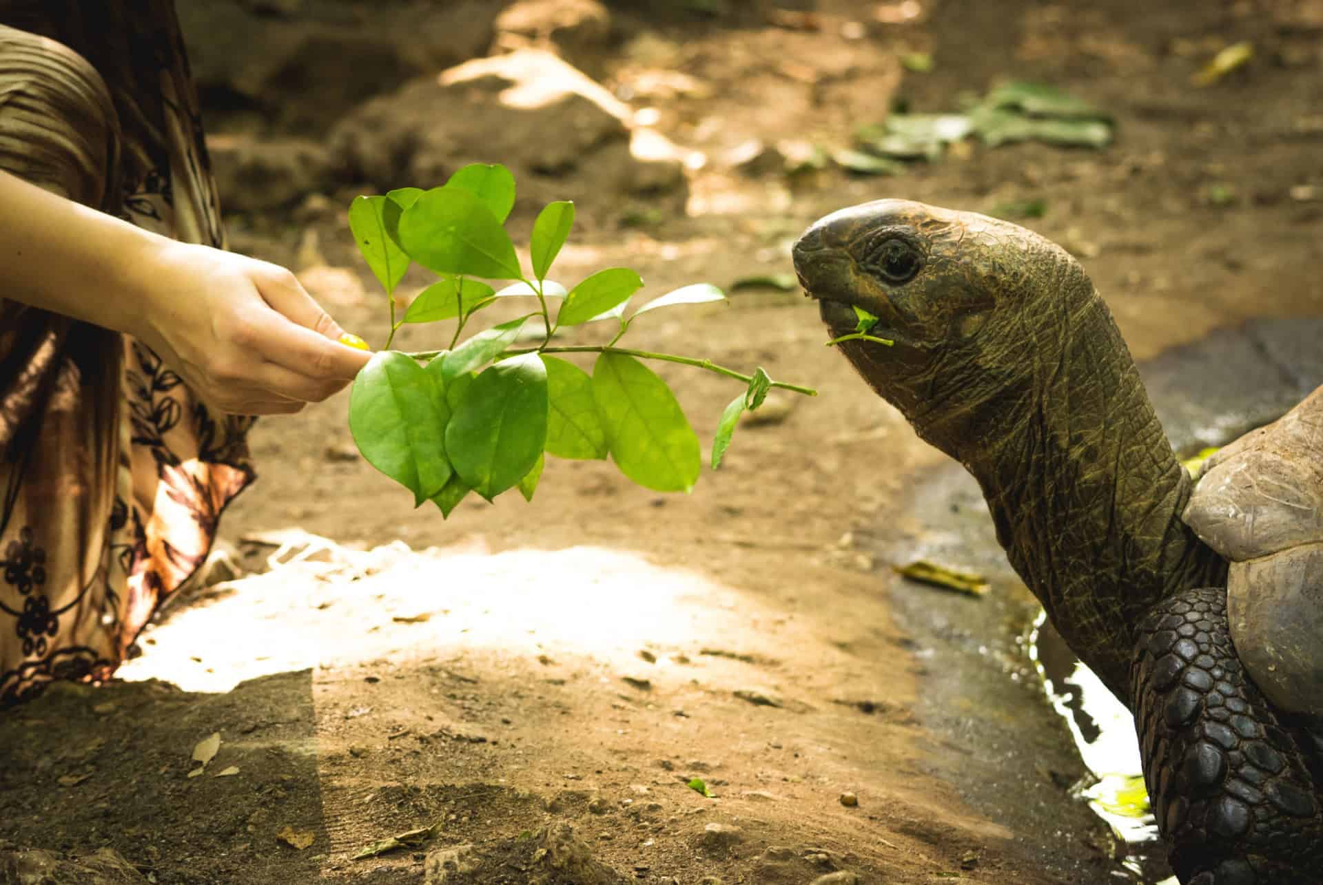 tortue geantes changuu tortue geantes changuu
