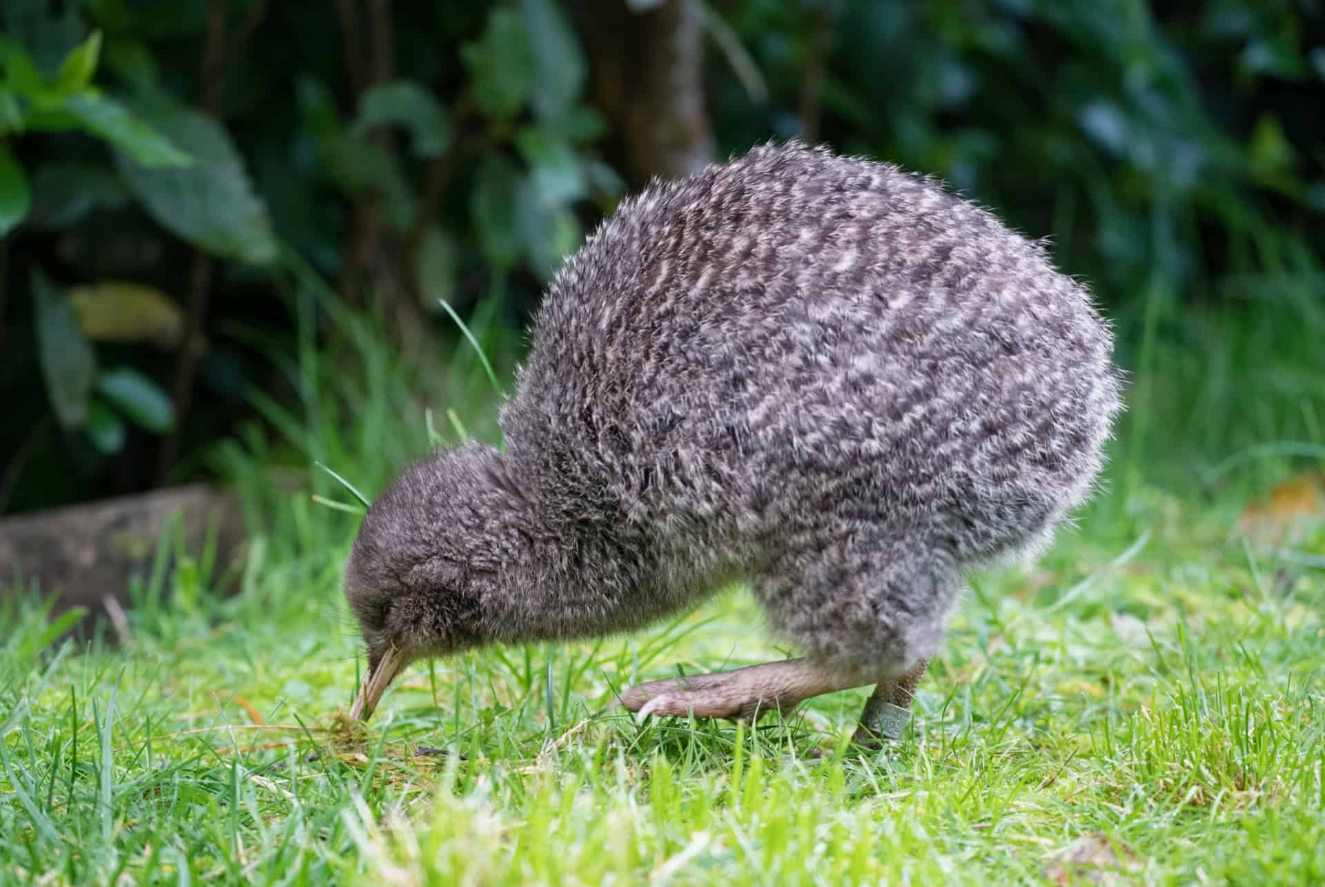 kiwi zealandia kiwi zealandia
