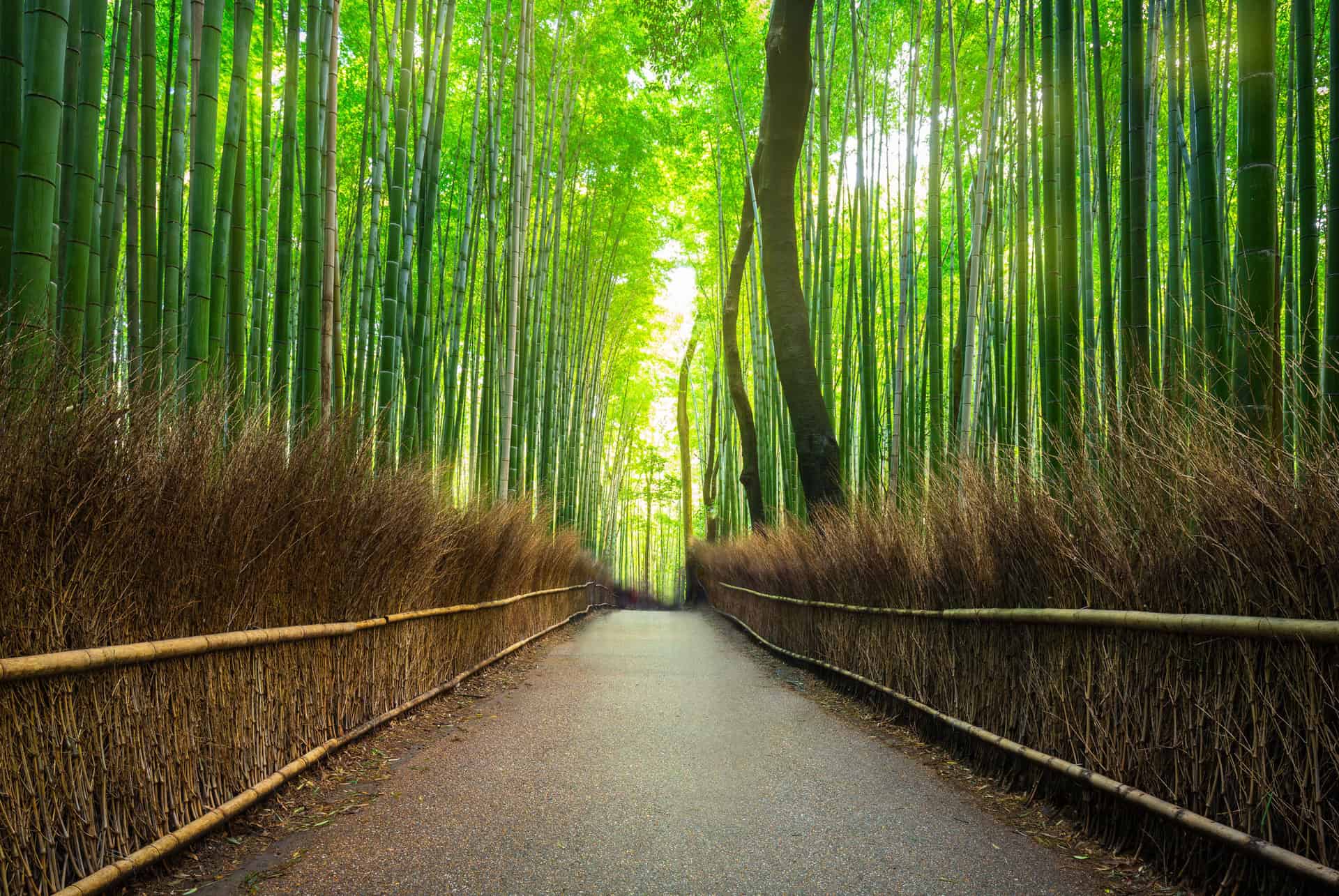 que faire a kyoto bambouseraie arashiyama que faire a kyoto bambouseraie arashiyama