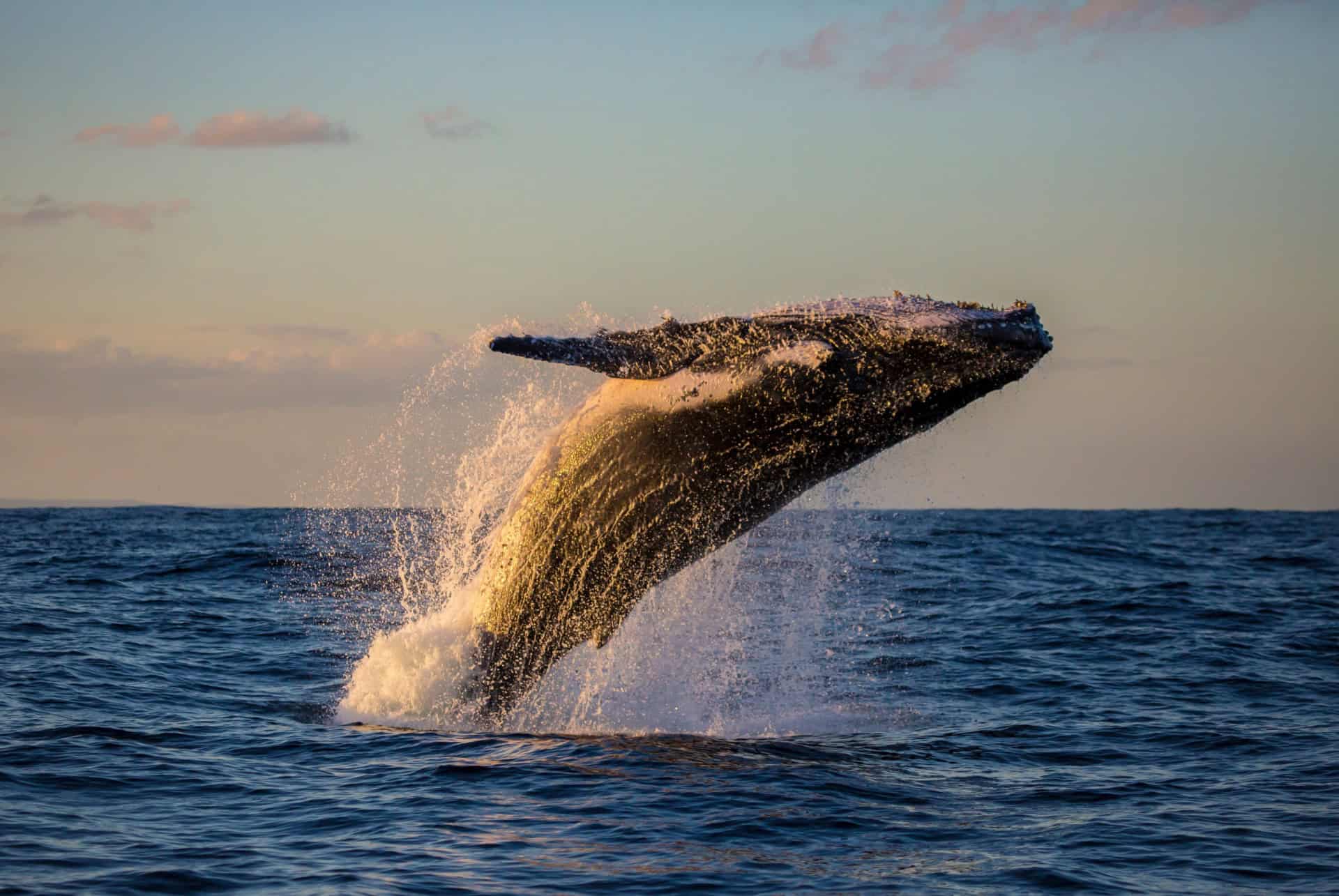 observation baleine sydney observation baleine sydney