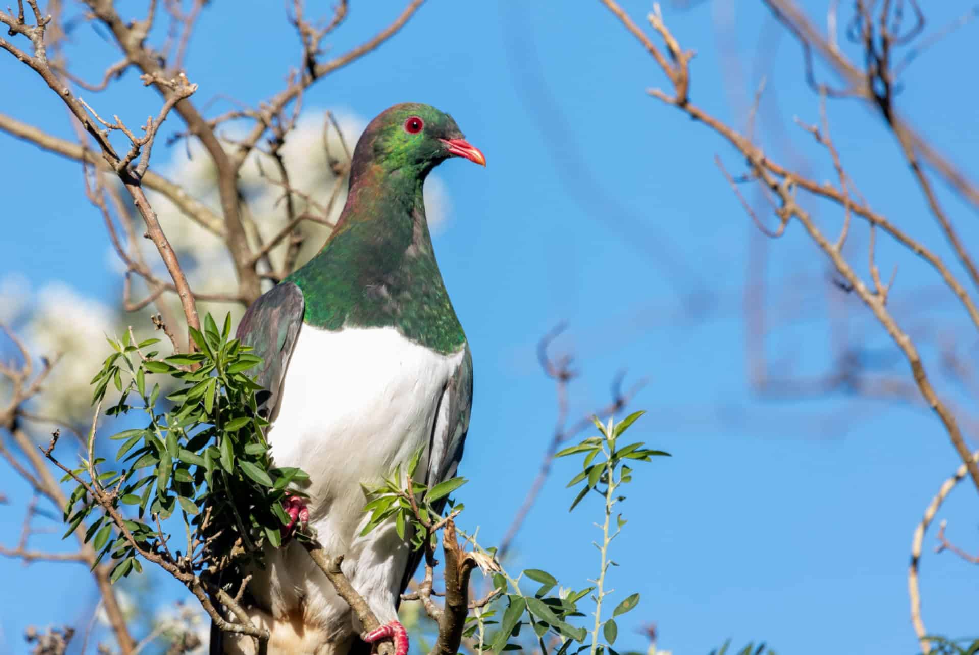 oiseau kereru oiseau kereru