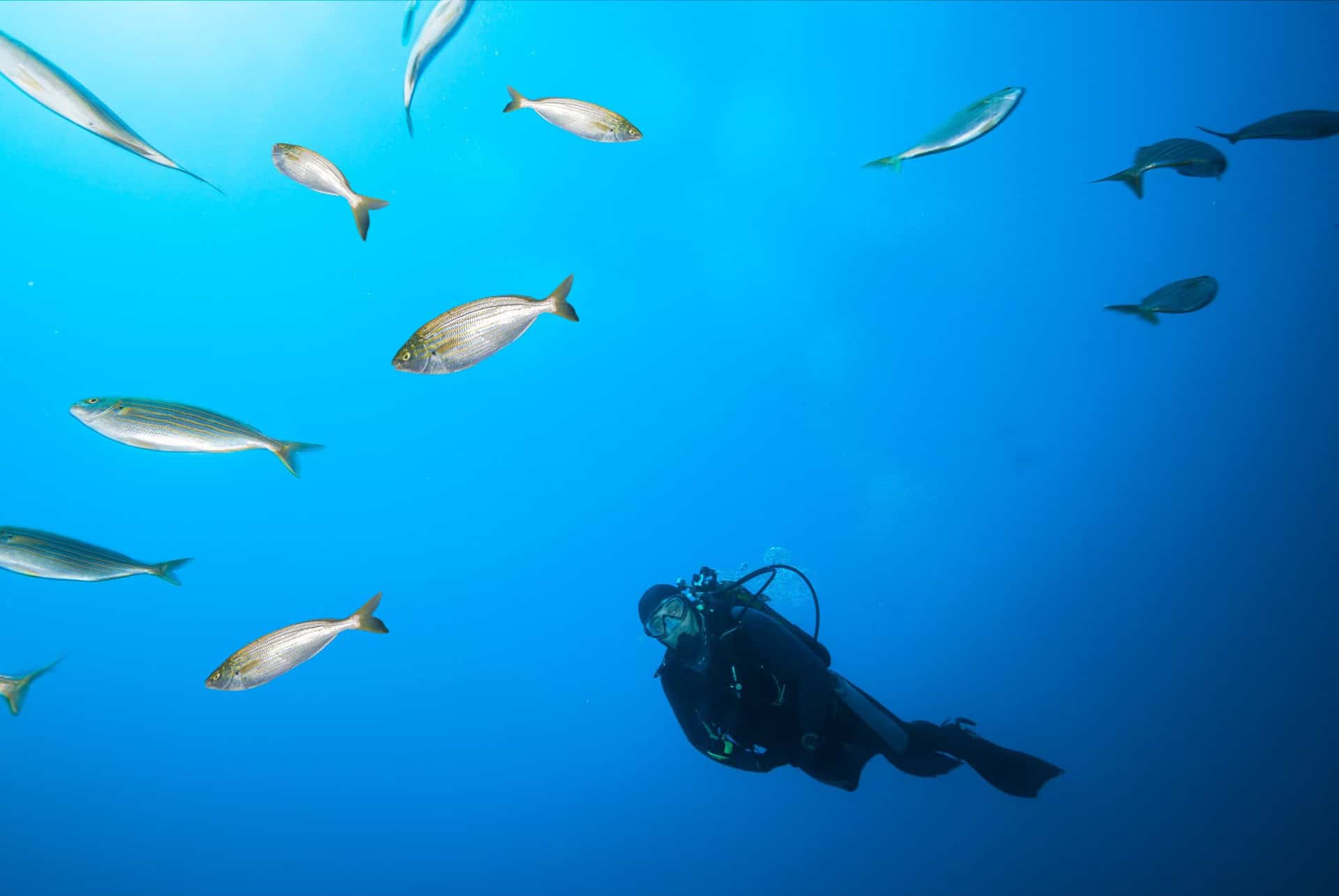 plongee sous marine plongee sous marine