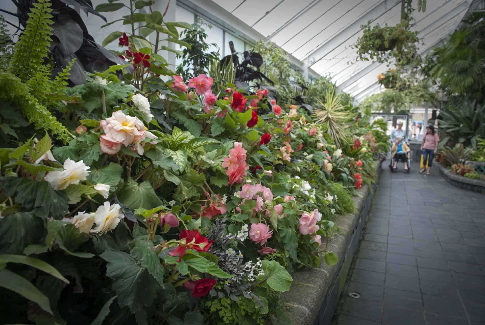 serre begonias jardin botanique wellington serre begonias jardin botanique wellington