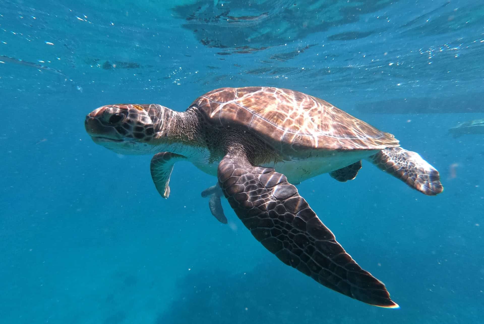 tortue plongee tortue plongee