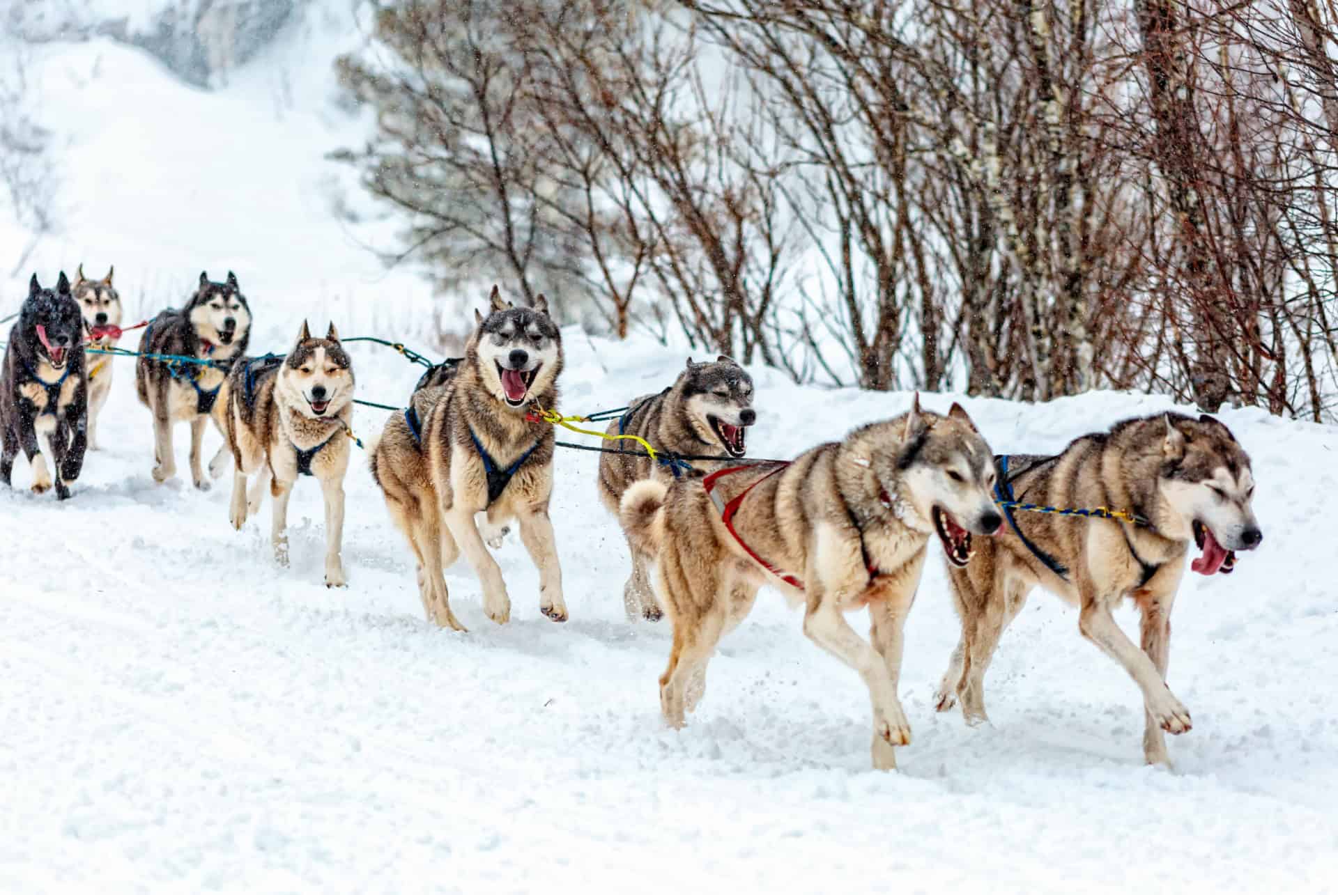 chiens traineaux norvege chiens traineaux norvege