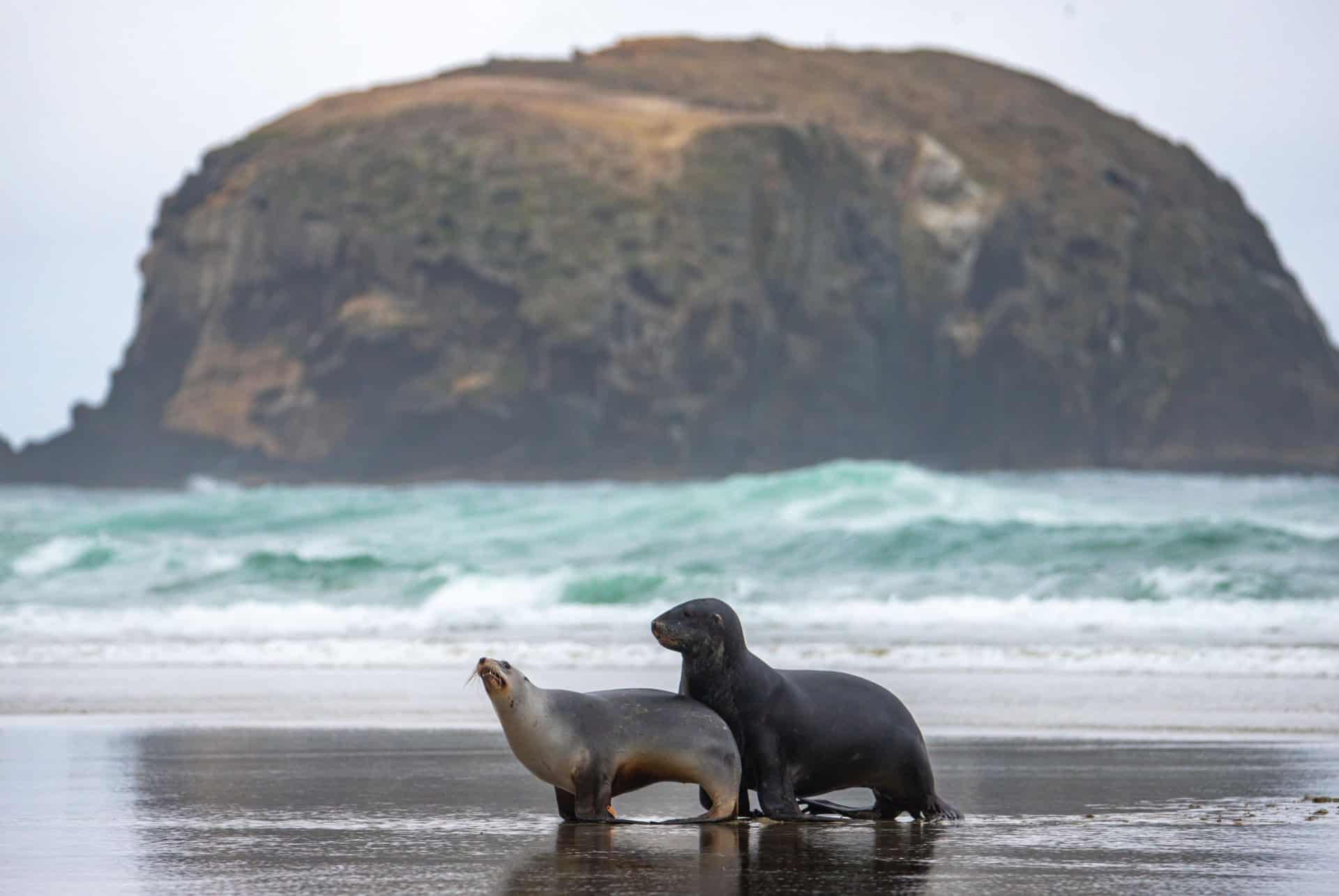 lions de mer allan beach