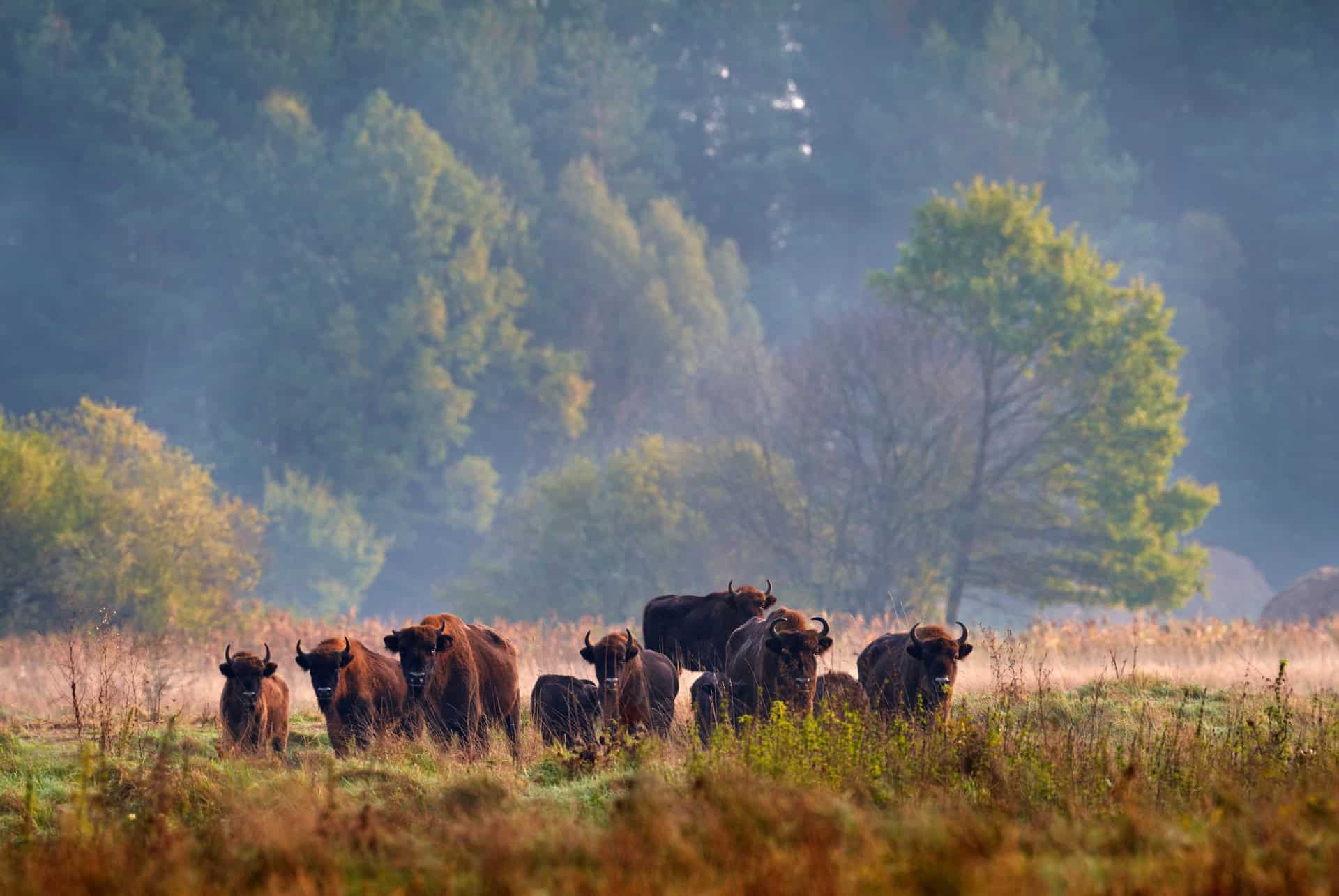 que faire en pologne bialowieza que faire en pologne bialowieza