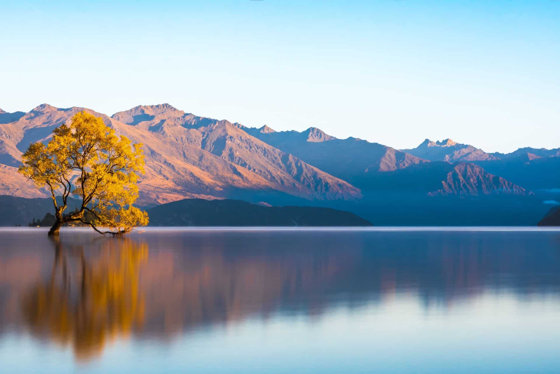 wanaka lonely tree wanaka lonely tree