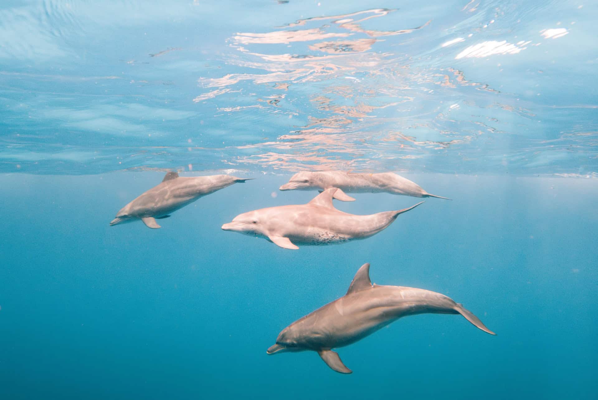 dauphins zanzibar dauphins zanzibar