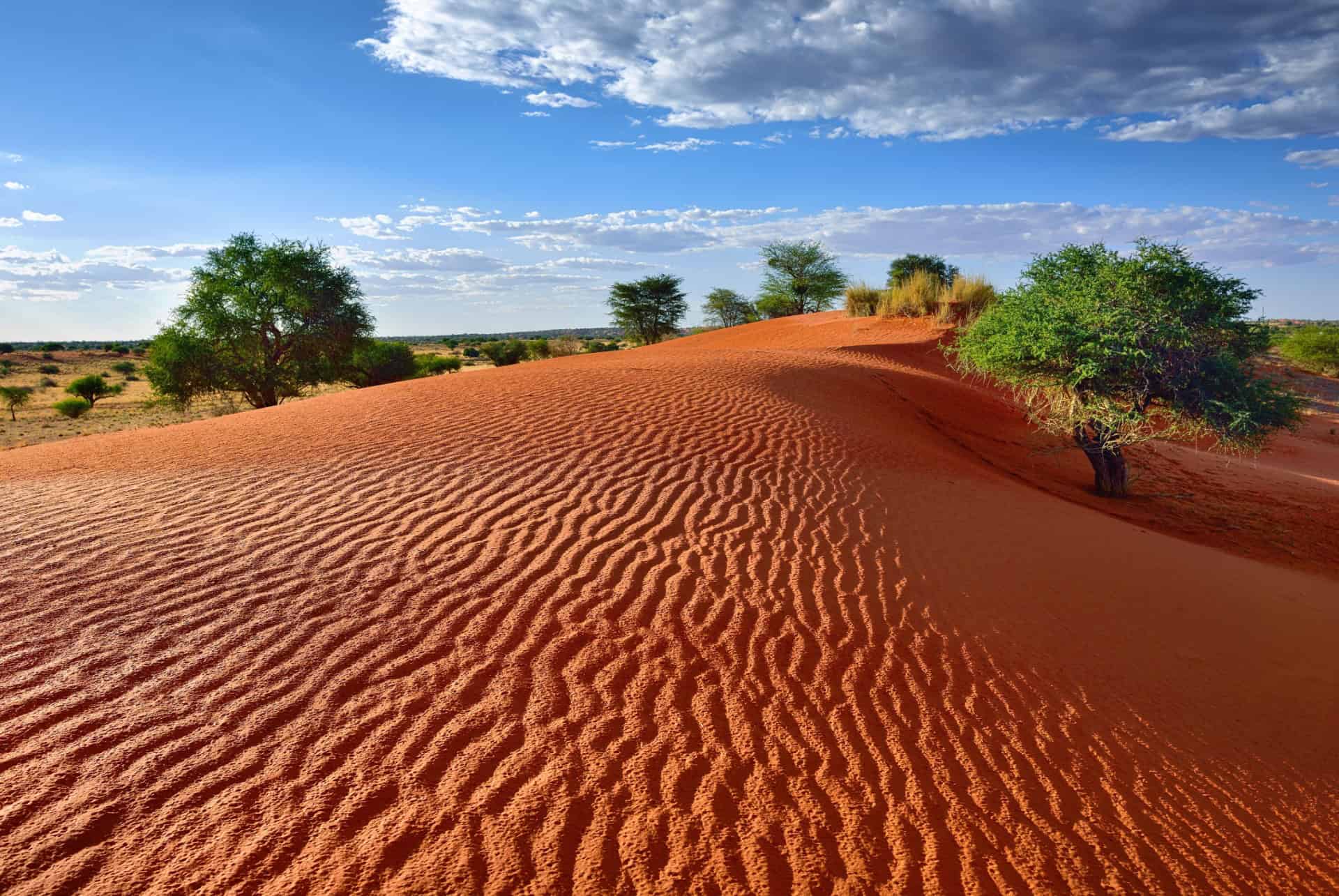 desert du kalahari desert du kalahari