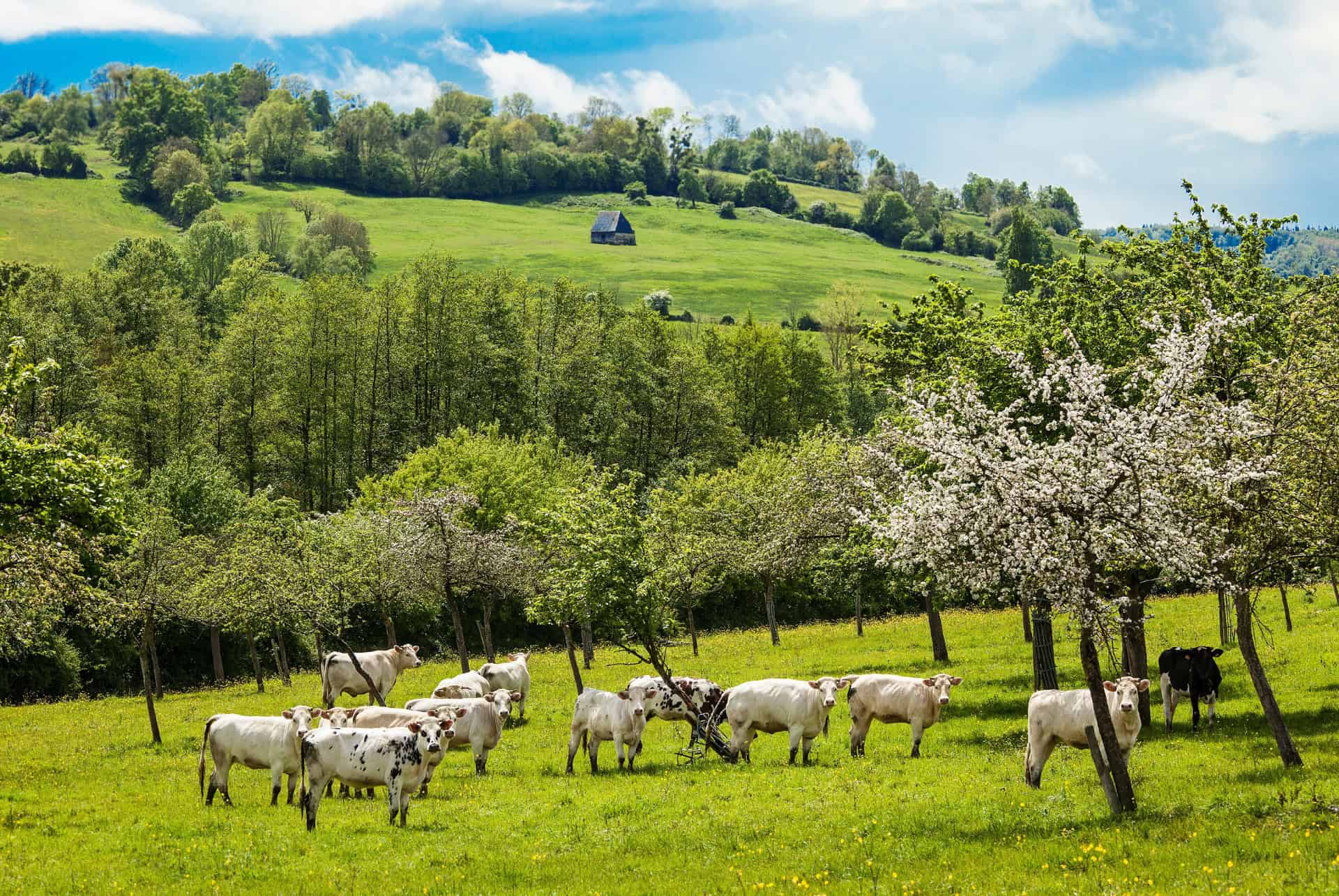 printemps dans les vergers printemps dans les vergers