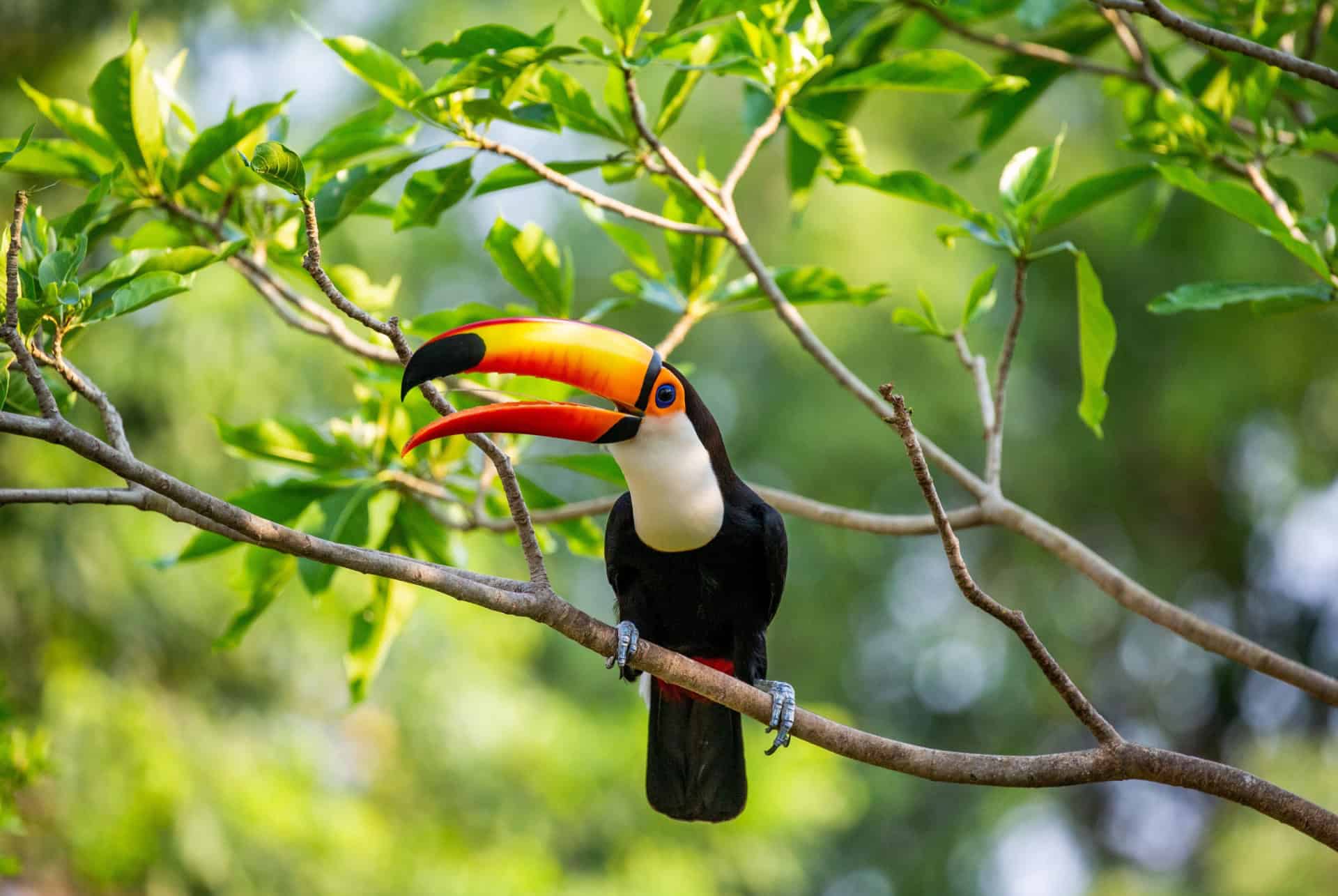 toucan pantanal bresil toucan pantanal bresil
